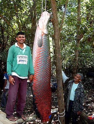 Em 2007, o pescador Juvenal da Silva capturou um pirarucu de 2,4 metros durante a feira