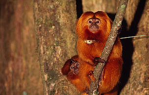 A preservação do mico-leão-dourado, cujo o habitat é a Mata Atlântica, deu início às atividades da Rede WWF no Brasil.