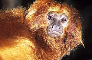 O mico-leão-dourado (Leontopithecus rosalia) chama a atenção pela cor vibrante de seus pelos, que ... 
© David Lawson / WWF-UK