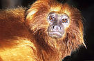 O mico-leão-dourado (Leontopithecus rosalia) chama a atenção pela cor vibrante de seus pelos, que varia de dourado a vermelho-dourado.