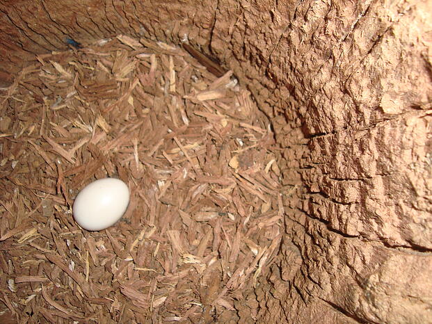  Foram monitorados 21 ninhos dos quais um estava com um ovo e três estava com um filhote cada um 