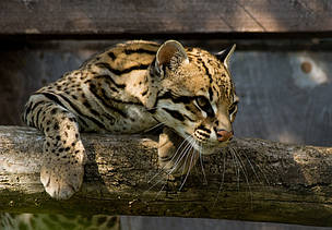 Por conta da beleza de sua pele, a jaguatirica (Leopardus pardalis) é muito visada por caçadores