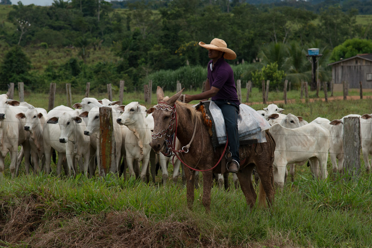 Segundo o estudo, 70% da carne bovina consumida no Amazonas vem de outros Estados