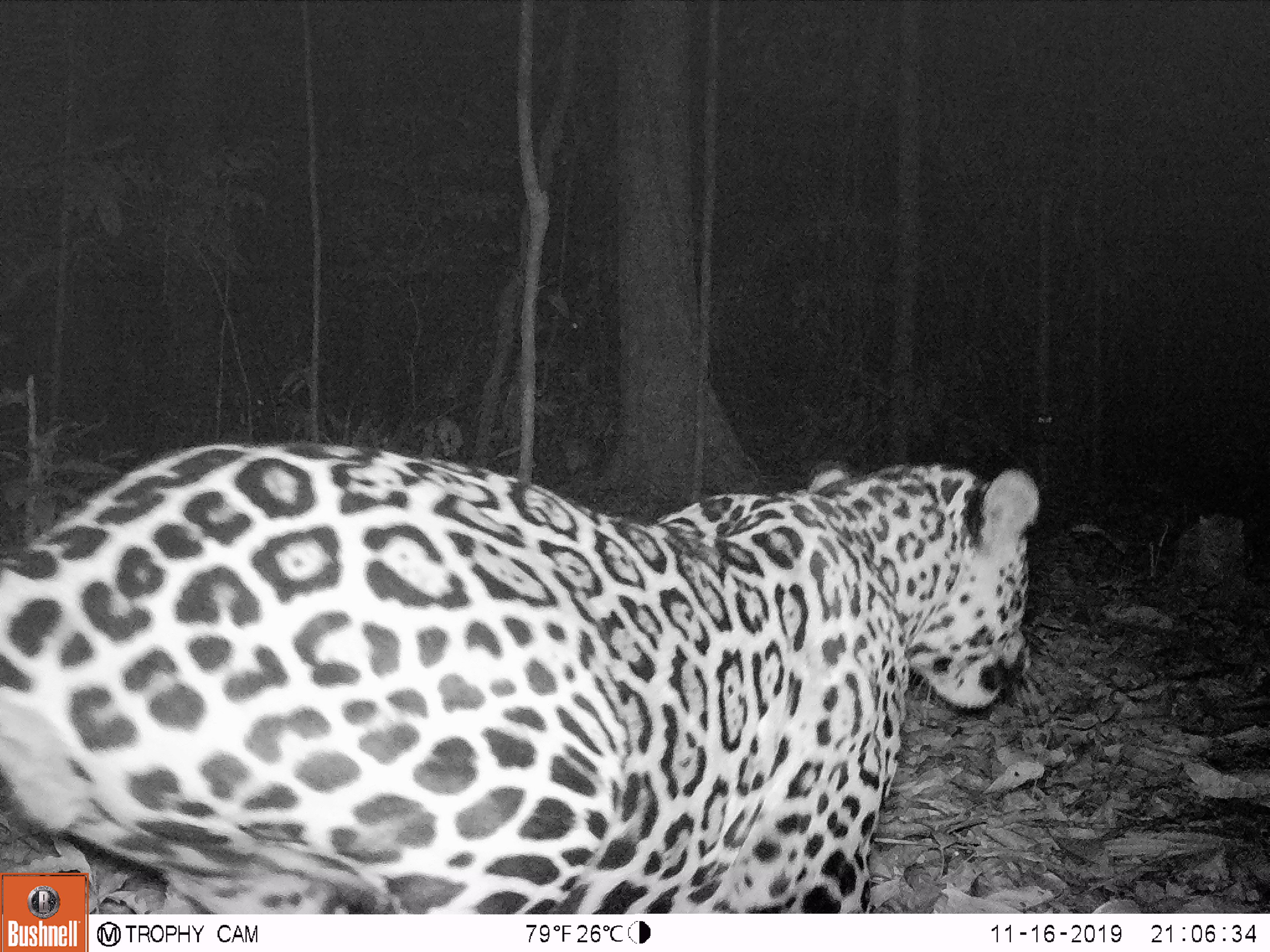 “Nosso foco é a onça-pintada, um animal topo de cadeia alimentar, cuja presença indica que o ambiente está saudável