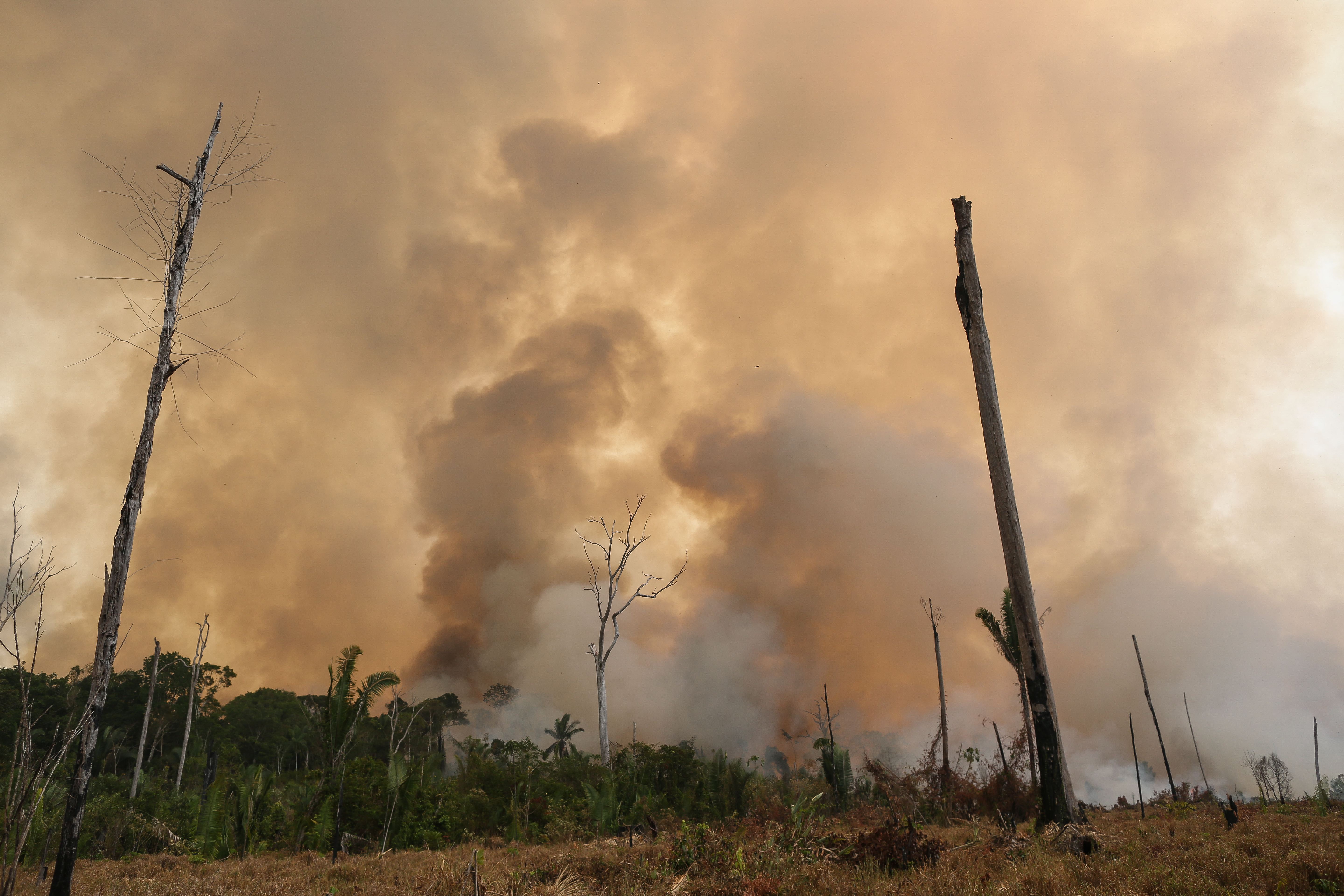 
Entre janeiro e agosto de 2019, a área total atingida pelo fogo foi de 4,3 milhões de hectares apenas na Amazônia brasileira 