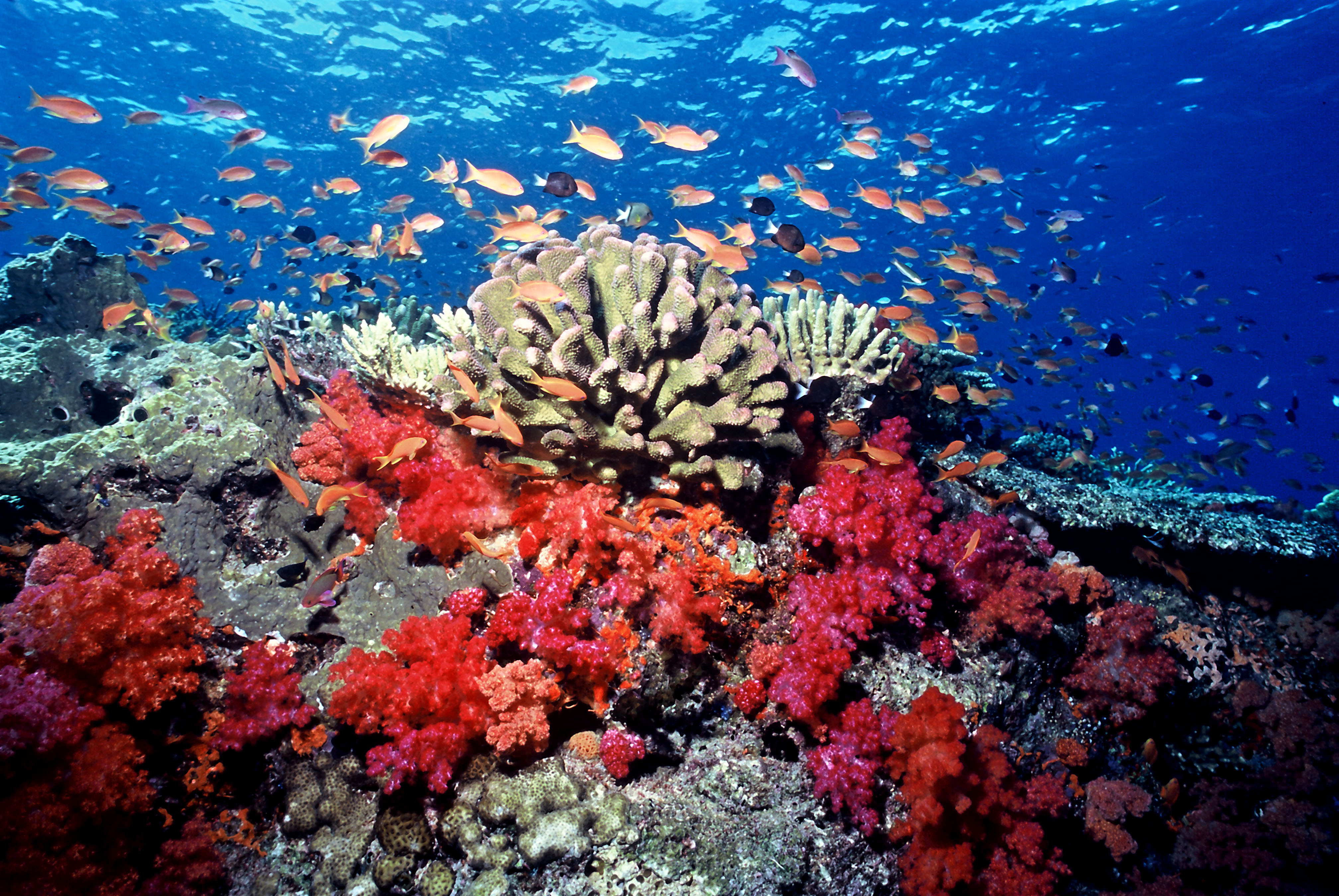 As mudanças climáticas é uma das ameaças à integridade dos ecossistemas marinhos, assim como a poluição, a sobrepesca e a destruição de habitats