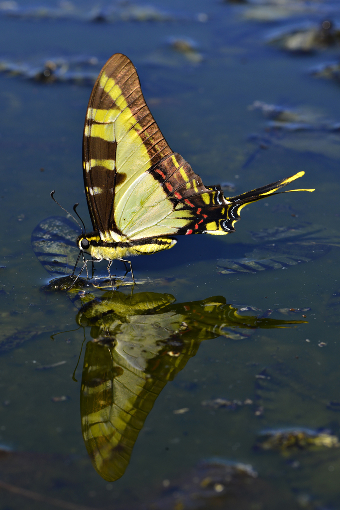 The amazonian biodiversity is a great tourist attraction