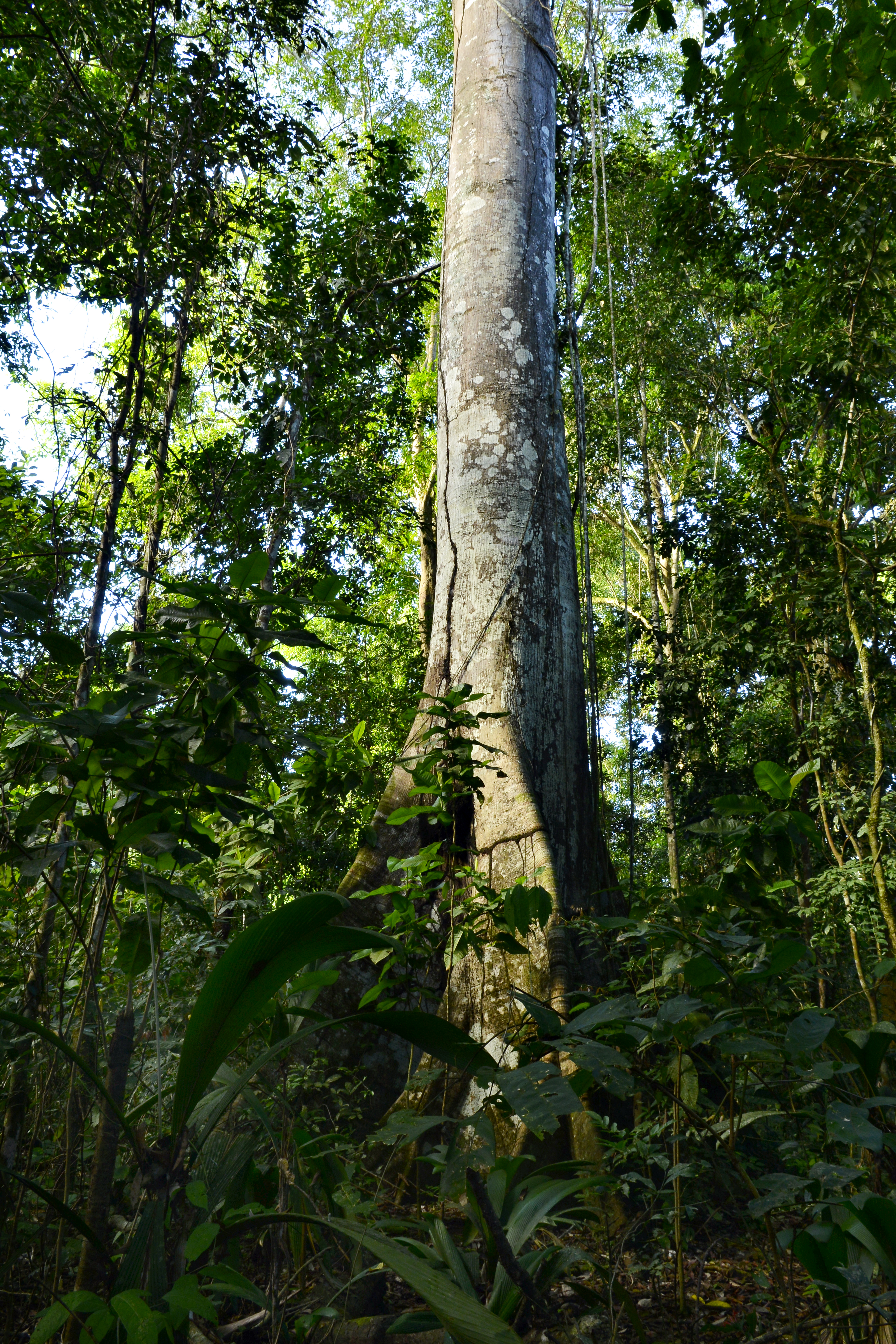 Utilizar madeira responsável conserva as florestas brasileiras, promove a geração de renda de populações tradicionais e ajuda no amadurecimento do mercado de produtos florestais