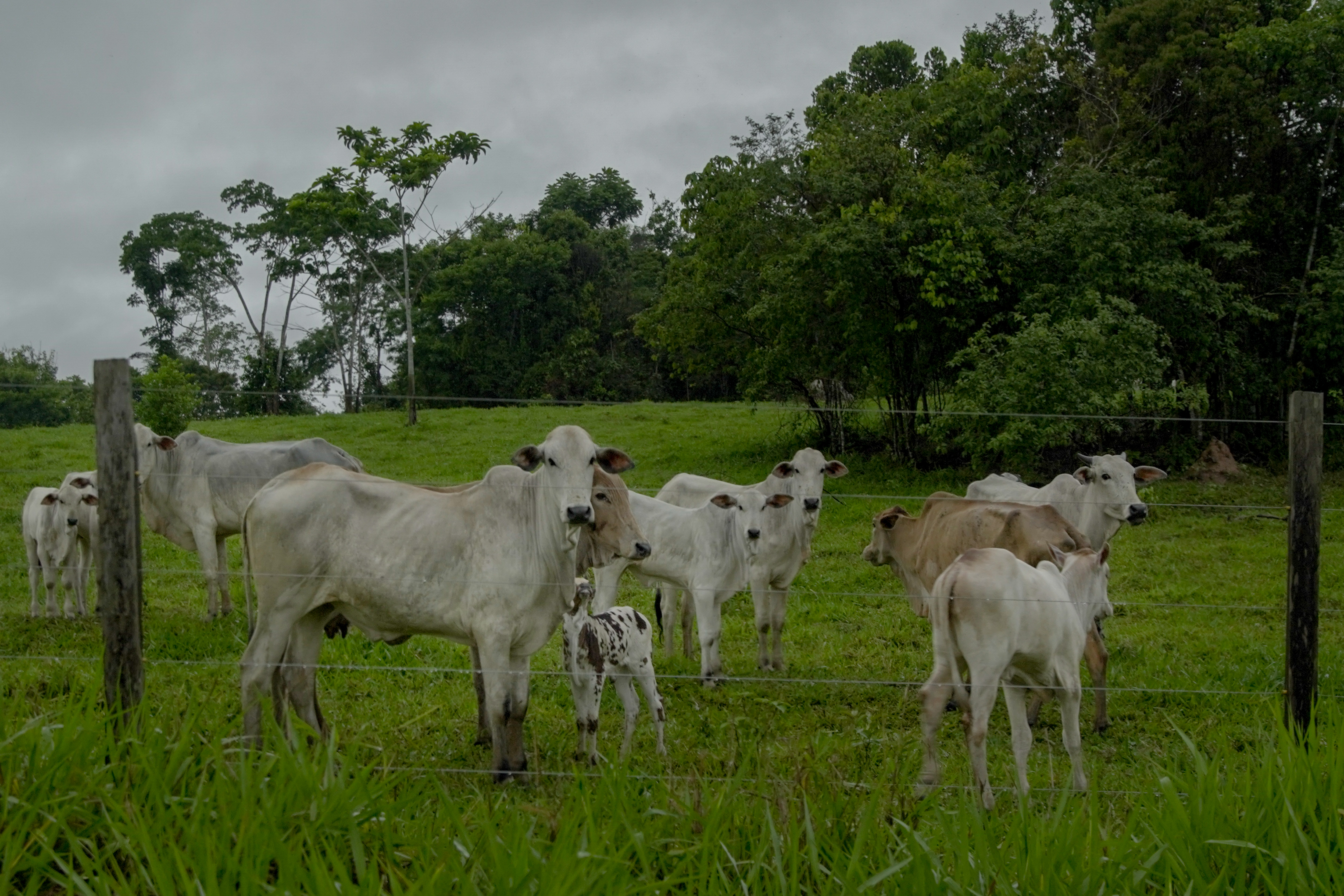 O desmatamento e as queimadas explodiram nos últimos três anos, enquanto o extrativismo das populações tradicionais rapidamente perde espaço para a criação de gado na Resex Chico Mendes.