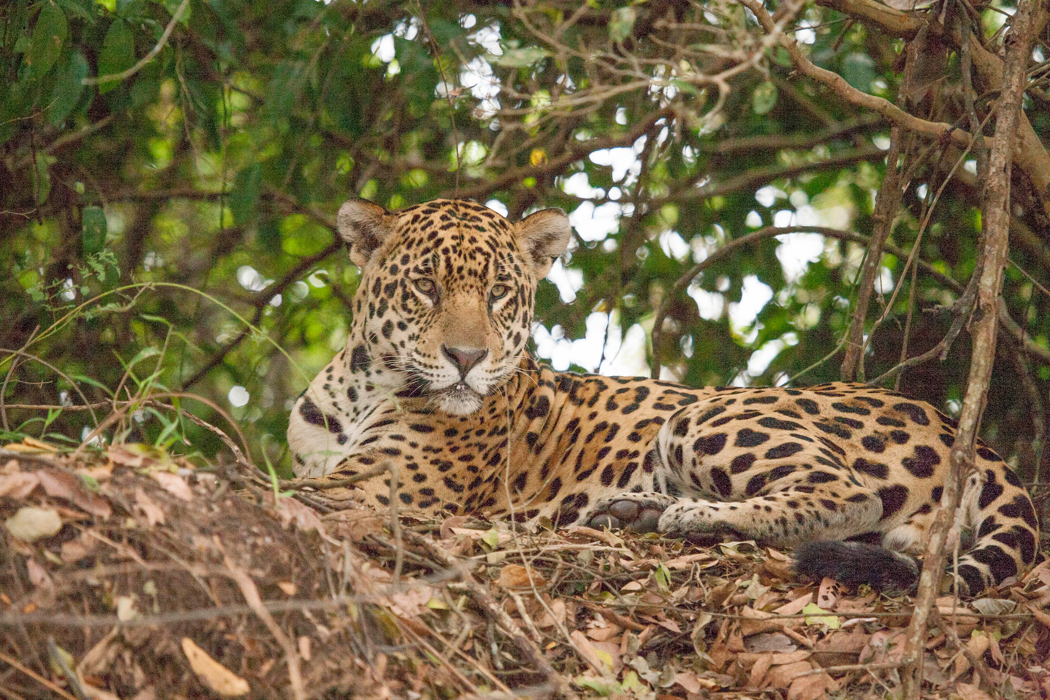 O WWF-Brasil age em várias frentes, que envolvem principalmente: monitoramento de populações, promoção da coexistência entre onças e humanos, o apoio ao combate a incêndios.