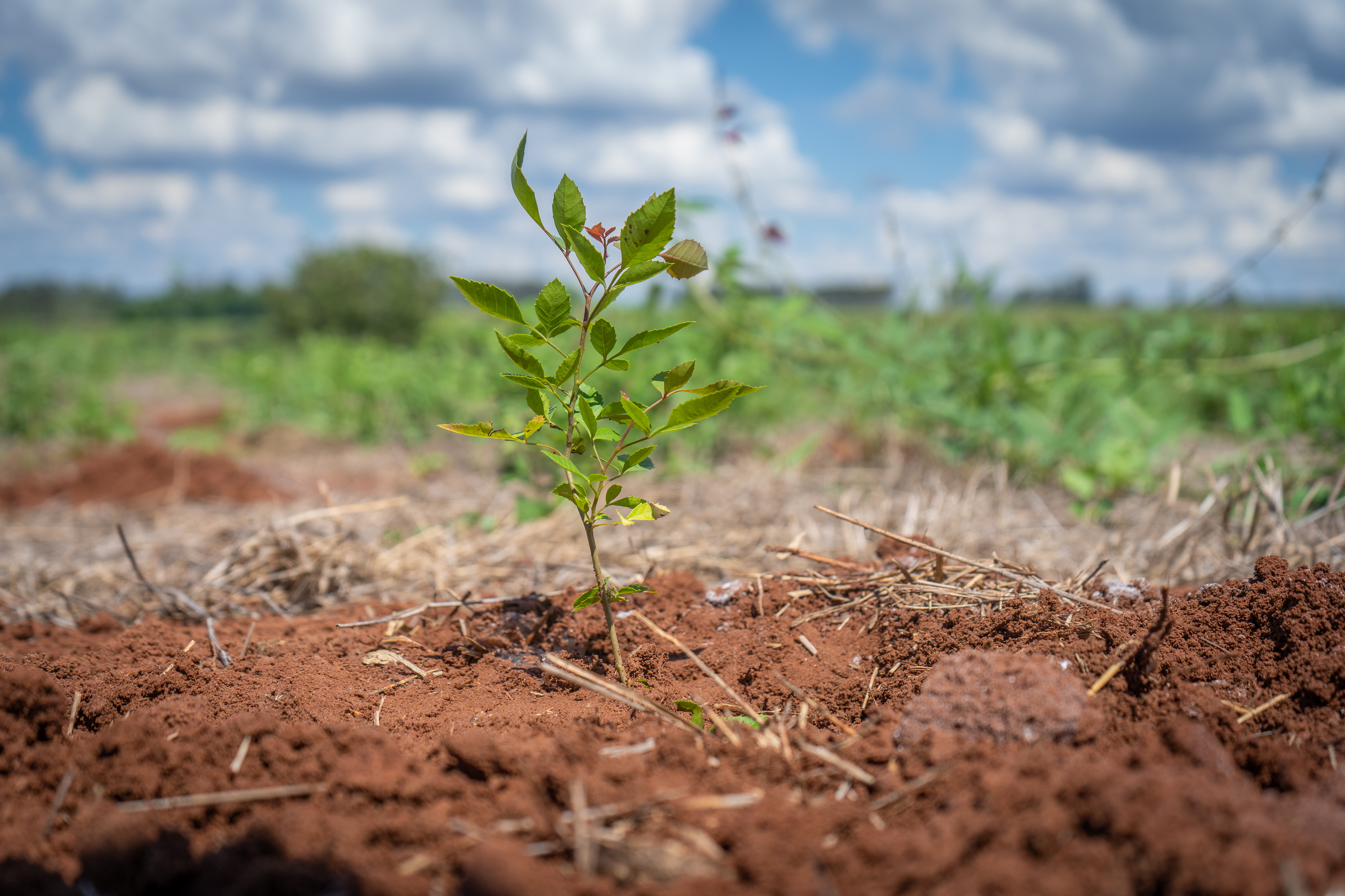 A restauração das cabeceiras do Pantanal na sub-bacia do Jauru e micro-bacia de Poconé, no Mato Grosso, e na sub-bacia do Miranda e riacho Guariroba, no Mato Grosso do Sul possibilitam a conservação da biodiversidade e dos processos ecológicos e econômicos da região que abriga cerca de 80% das águas que abastecem a planície pantaneira. 
