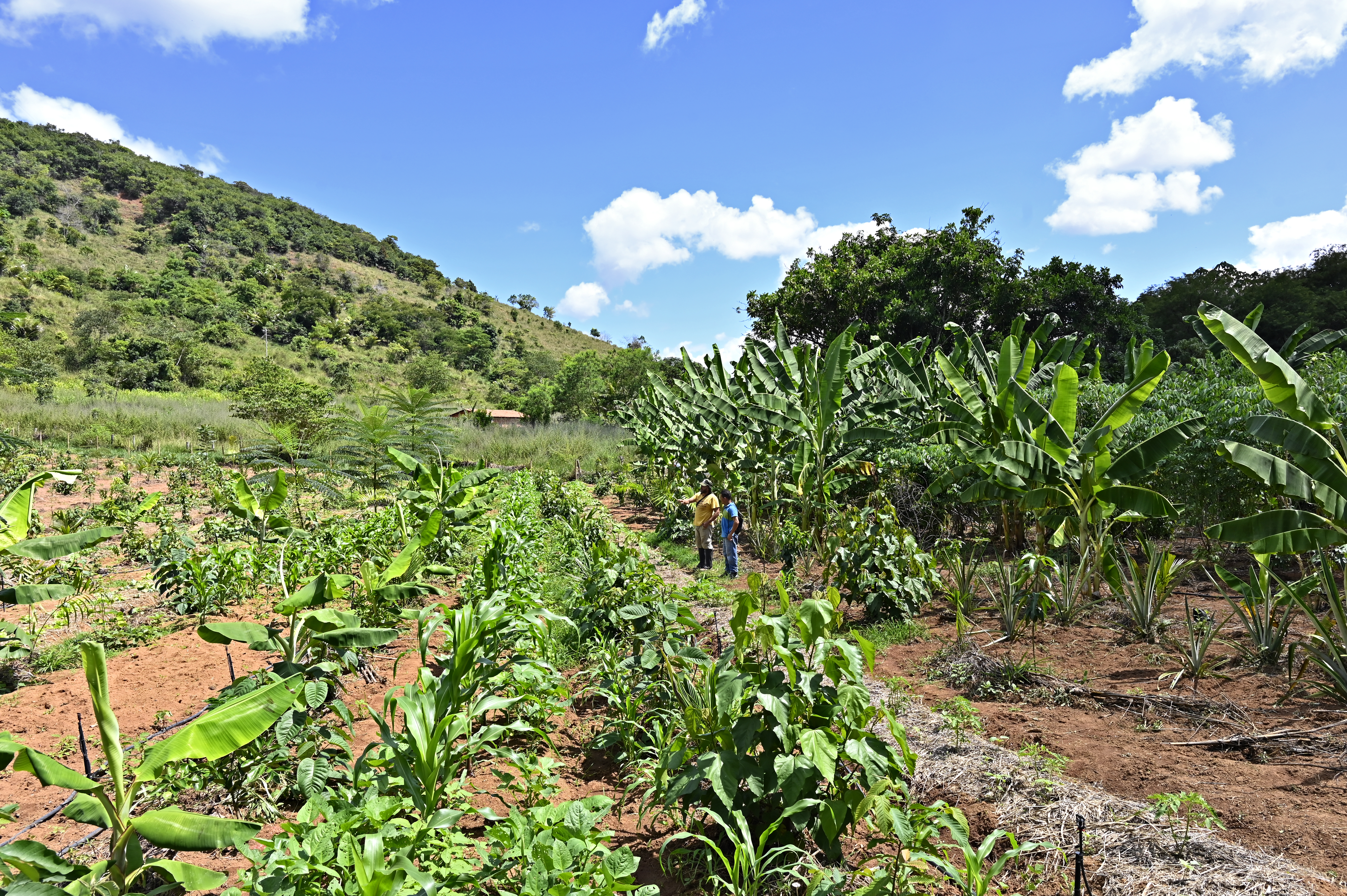 Para a implantação do Sistema Agroflorestal,o WWF-Brasil contratou uma consultoria, que deu todo o apoio técnico à comunidade