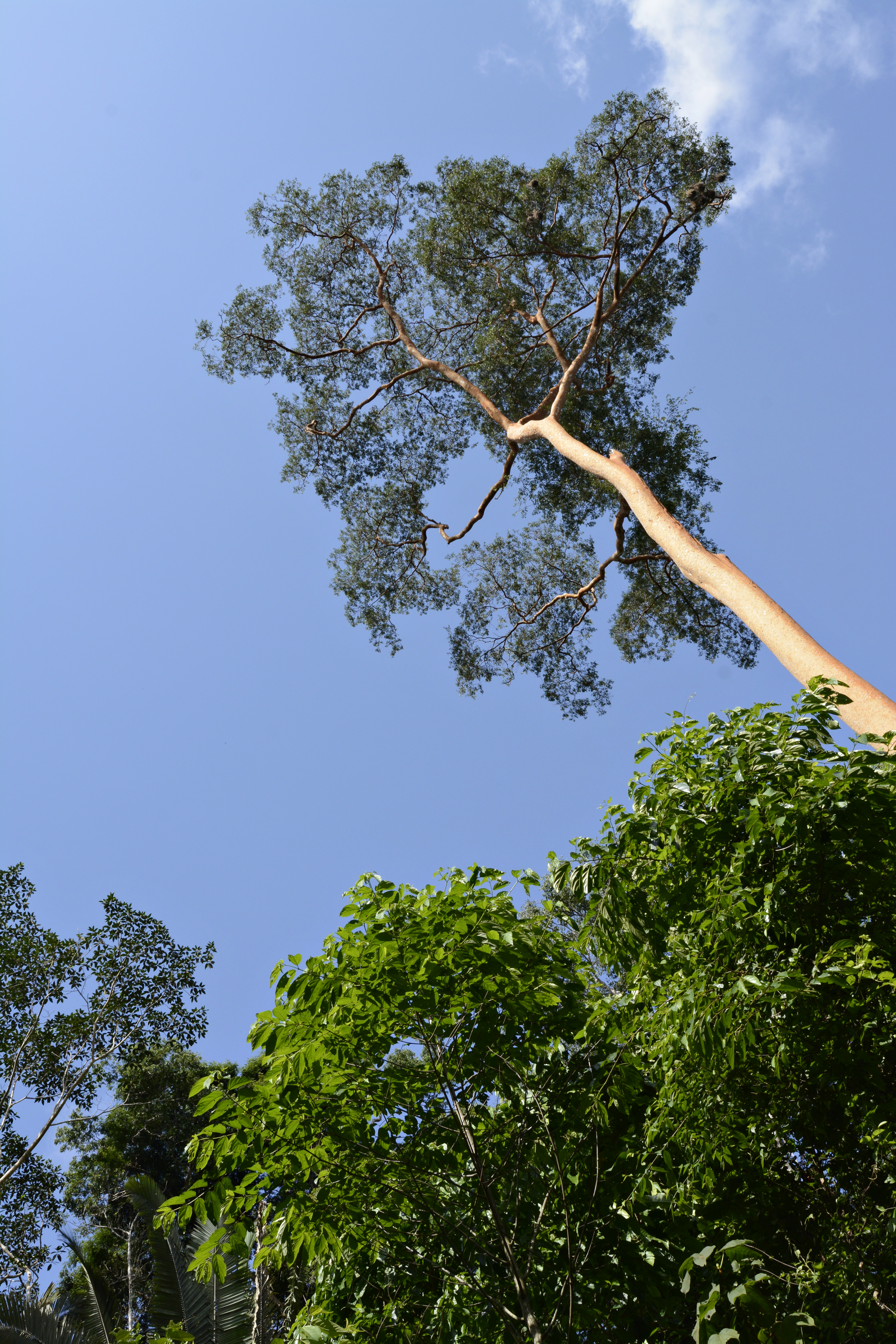 Um dos objetivos do workshop é discutir como aumentar os recursos privados para negócios sustentáveis na Amazônia – de modo que esses recursos ajudem a conservar florestas e outros recursos naturais