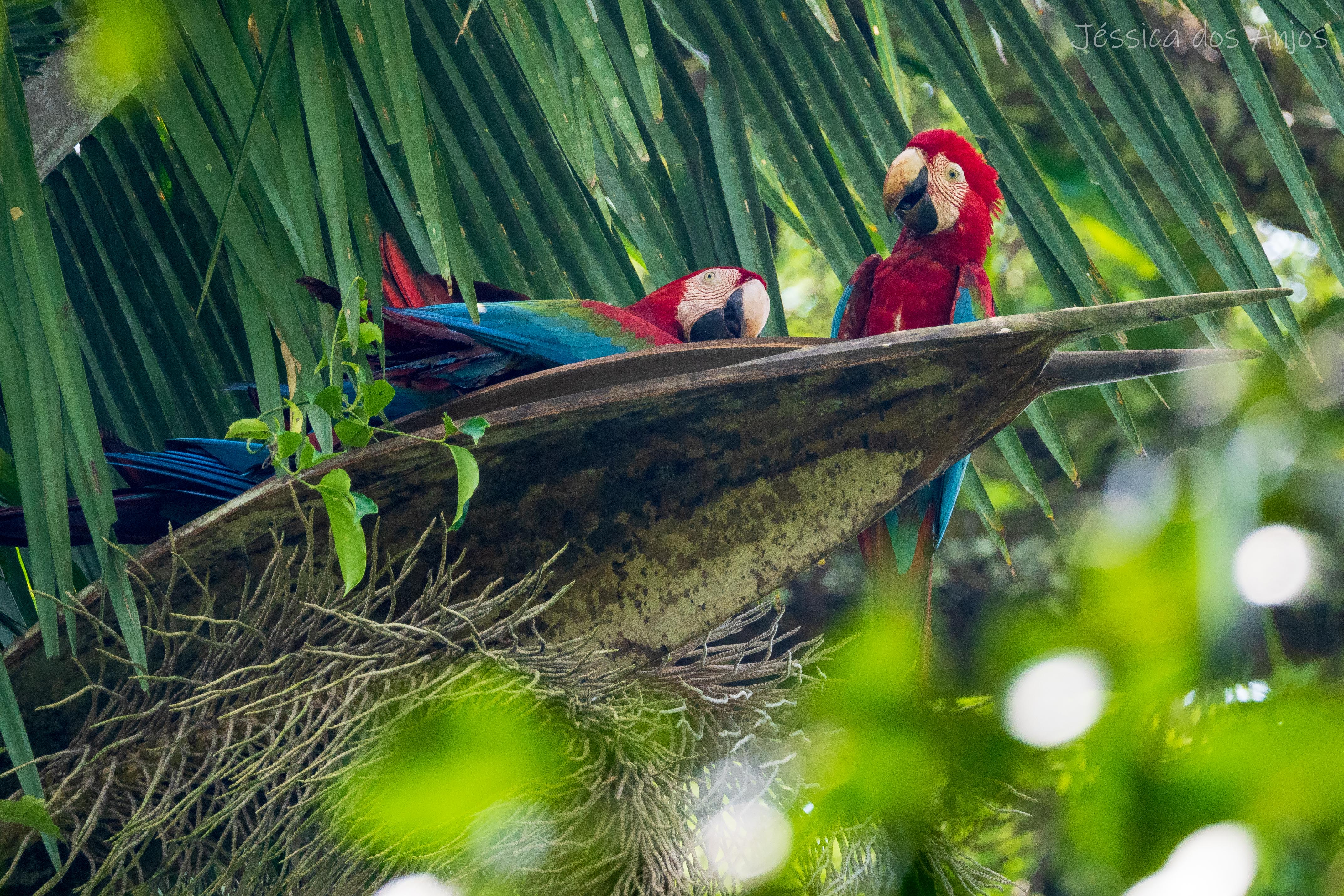 O Monitora reafirma seu papel como um dos pilares da conservação da biodiversidade brasileira.