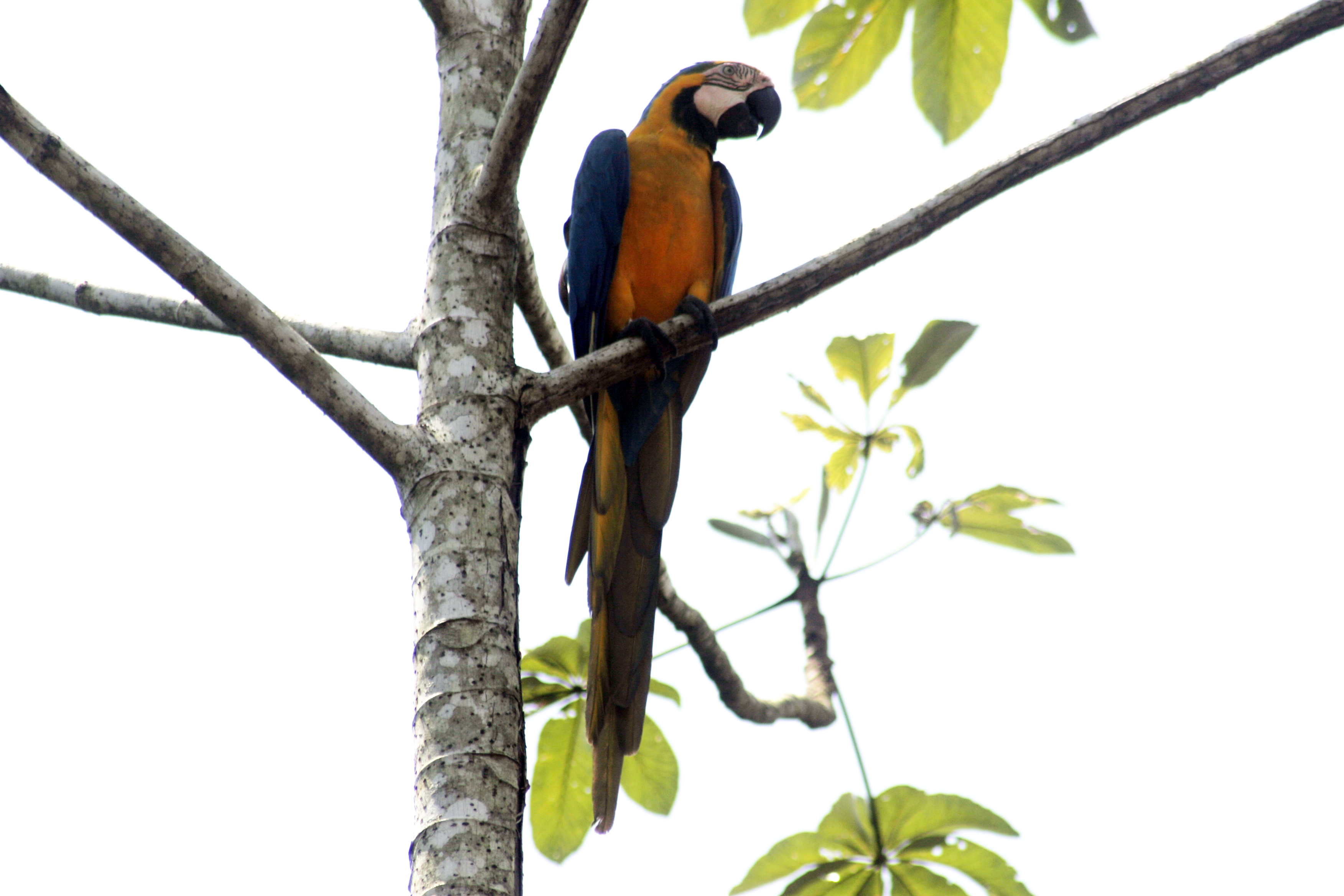 Os Mosaicos de Unidades de Conservação ajudam a proteger e conservar a biodiversidade brasileira