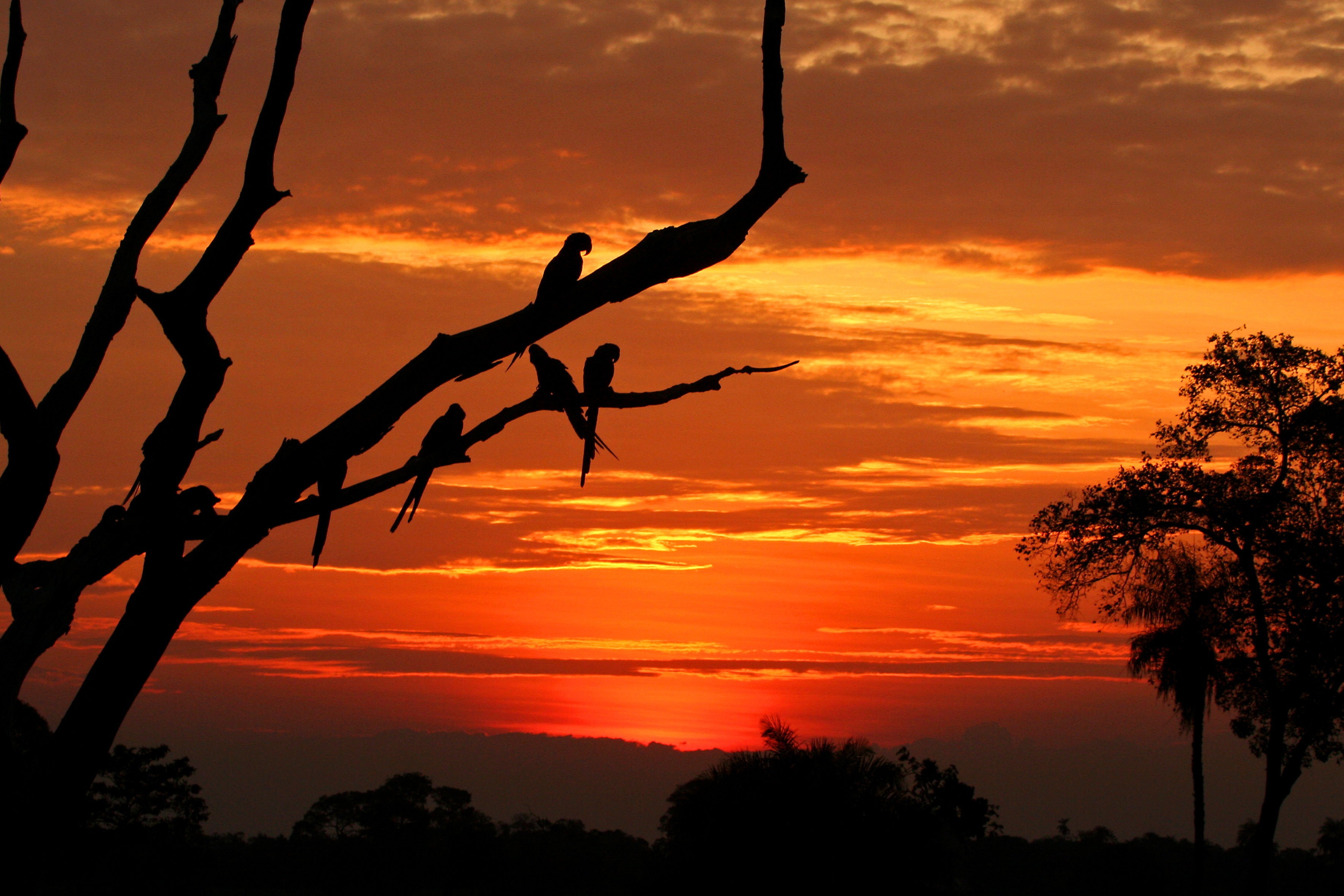 Pôr-do-sol no Pantanal 