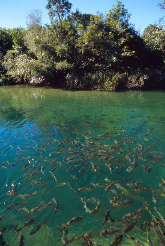 Fotos Bonito - peixes