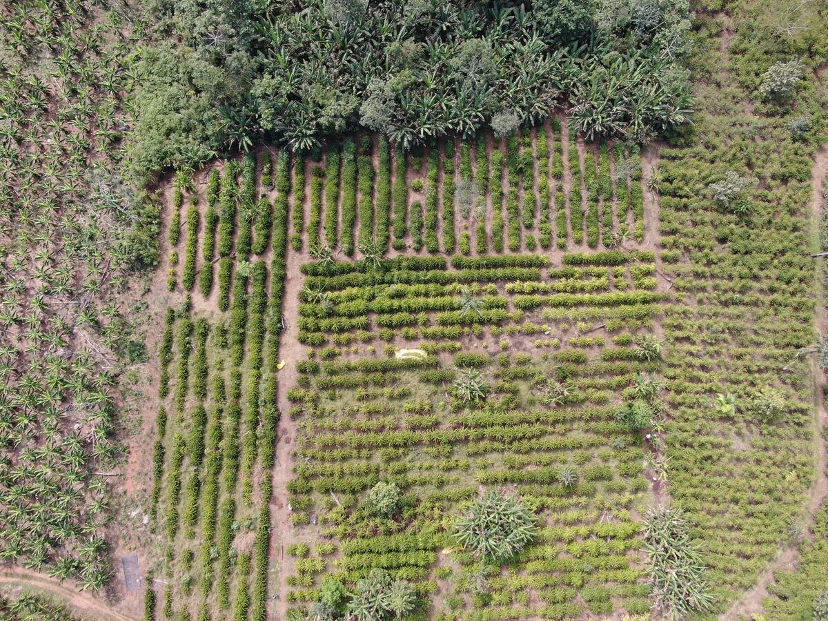 Vista aérea de um sistema agroflorestal com fileiras bem organizadas de café intercaladas com outras espécies de plantas e árvores nativas. A paisagem é verde e diversa, cercada por vegetação natural. A imagem representa práticas sustentáveis que conciliam produção agrícola e conservação ambiental, promovendo o modo de vida do povo Suruí na Amazônia