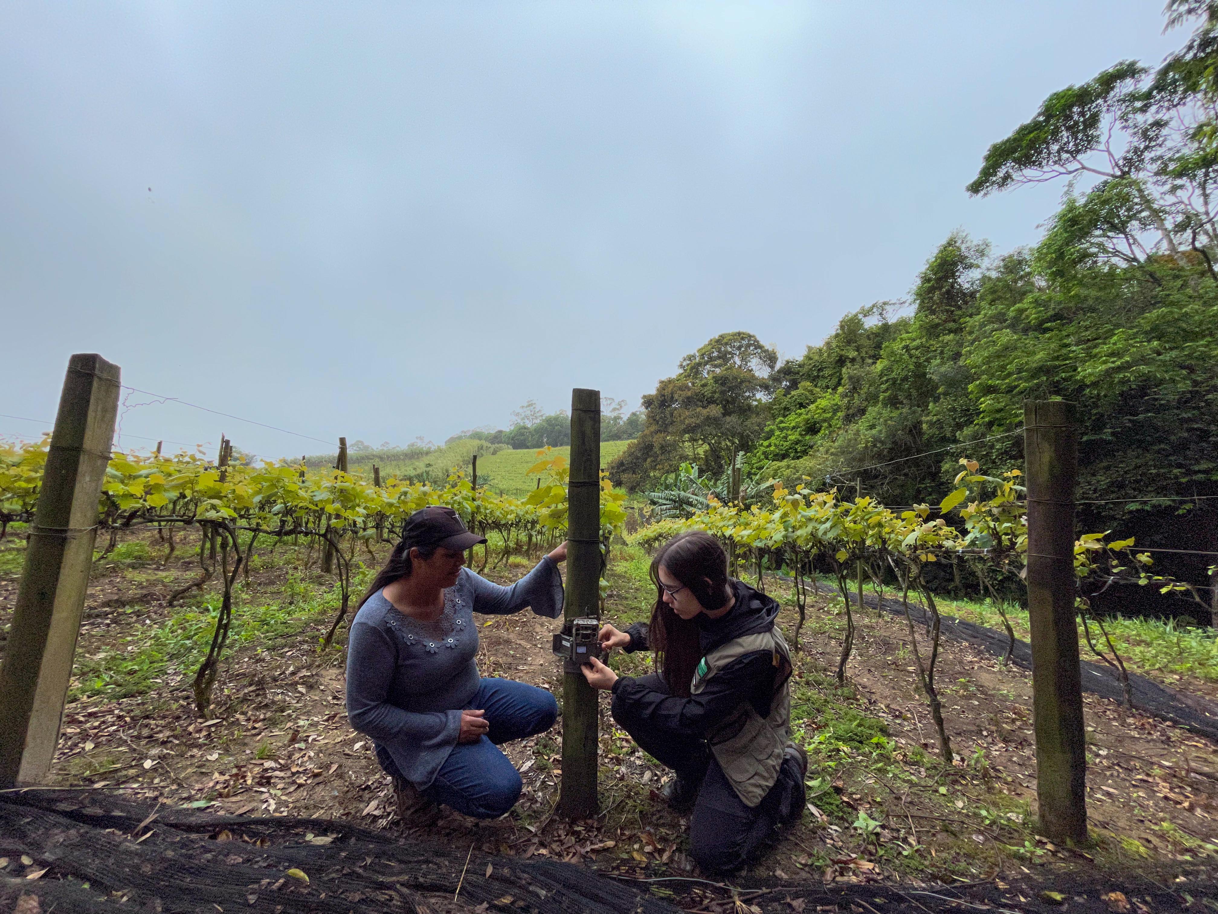 Para a realização do projeto-piloto, foram instaladas cercas elétricas adaptadas ao peso e tamanho das antas em duas propriedades rurais com plantação de uva