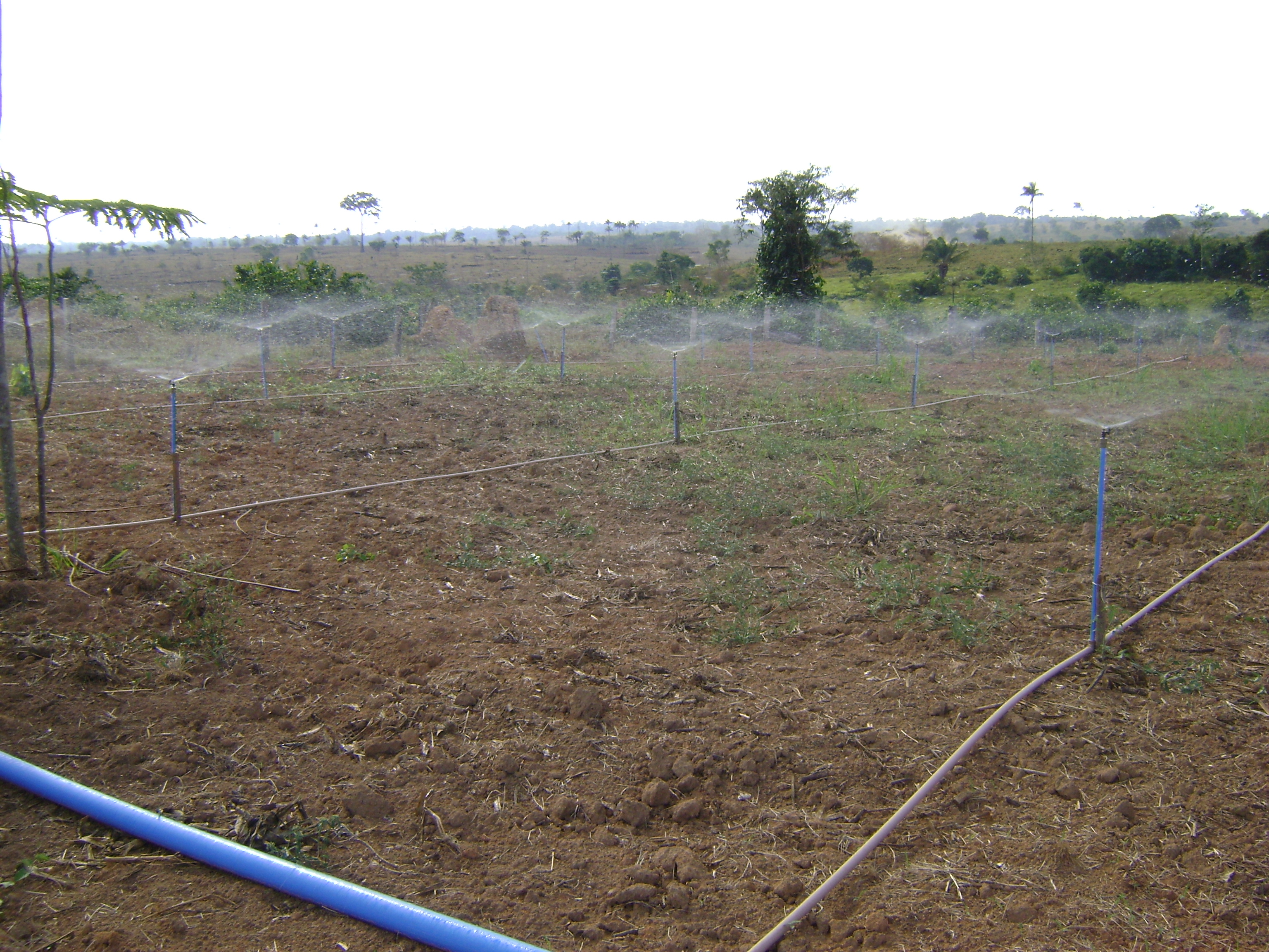 O sistema de irrigação na propriedade de Seu Daniel em funcionamento.