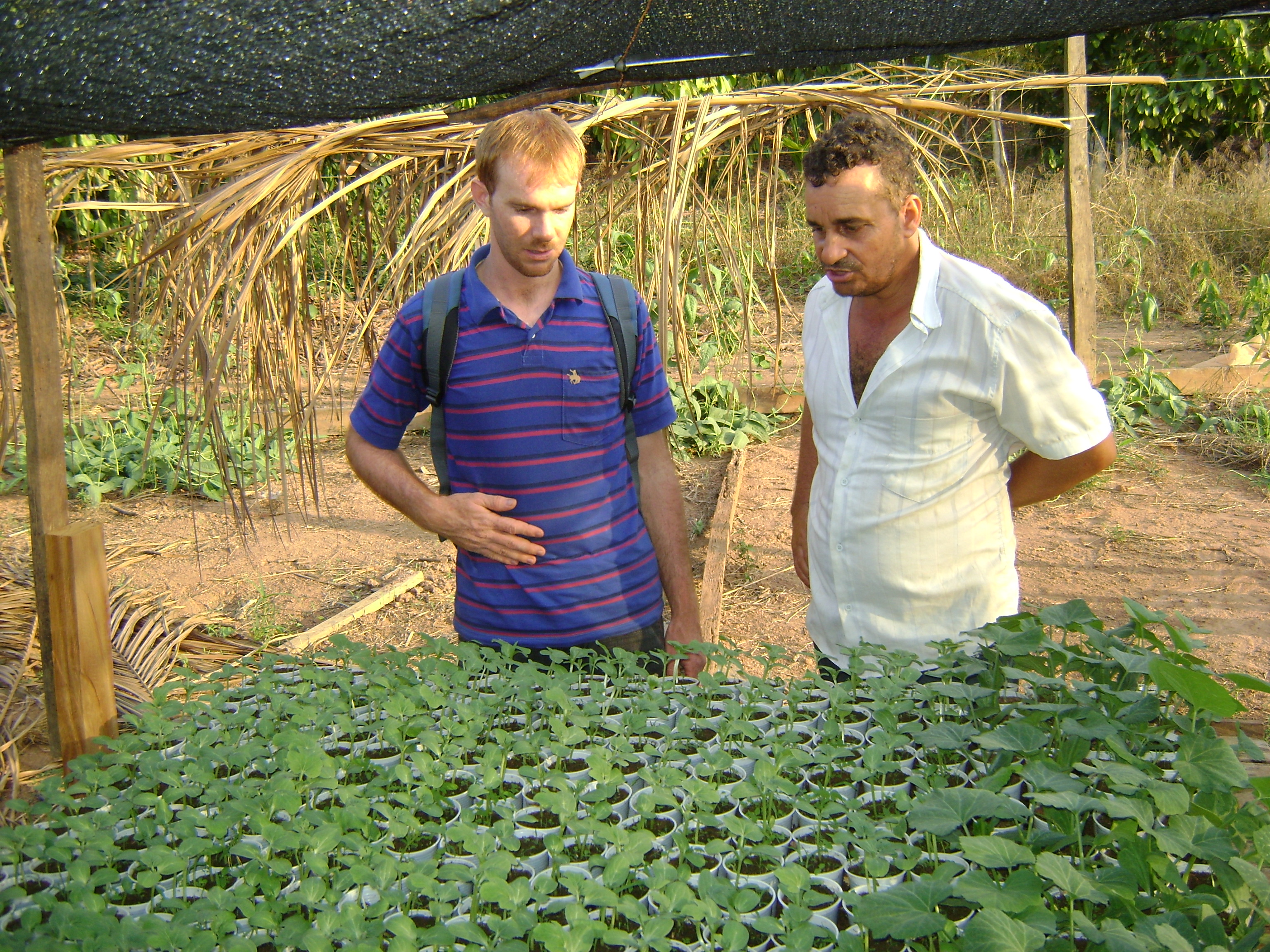 Seu Daniel (de branco) mostra ao engenheiro Glaucionei Brissow as mudas de abóboras que serão plantadas em seu projeto de SAF.