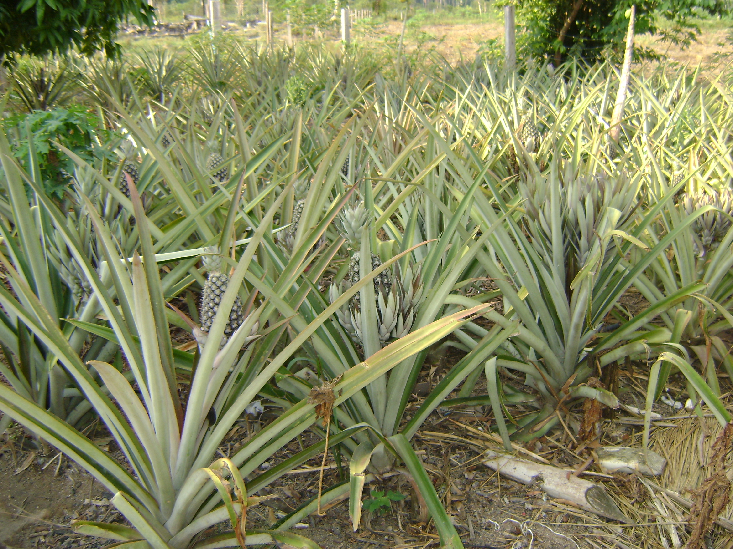 Plantação de abacaxi do agricultor Sílvio Vieira, um dos participantes do projeto de SAF em Cotriguaçu