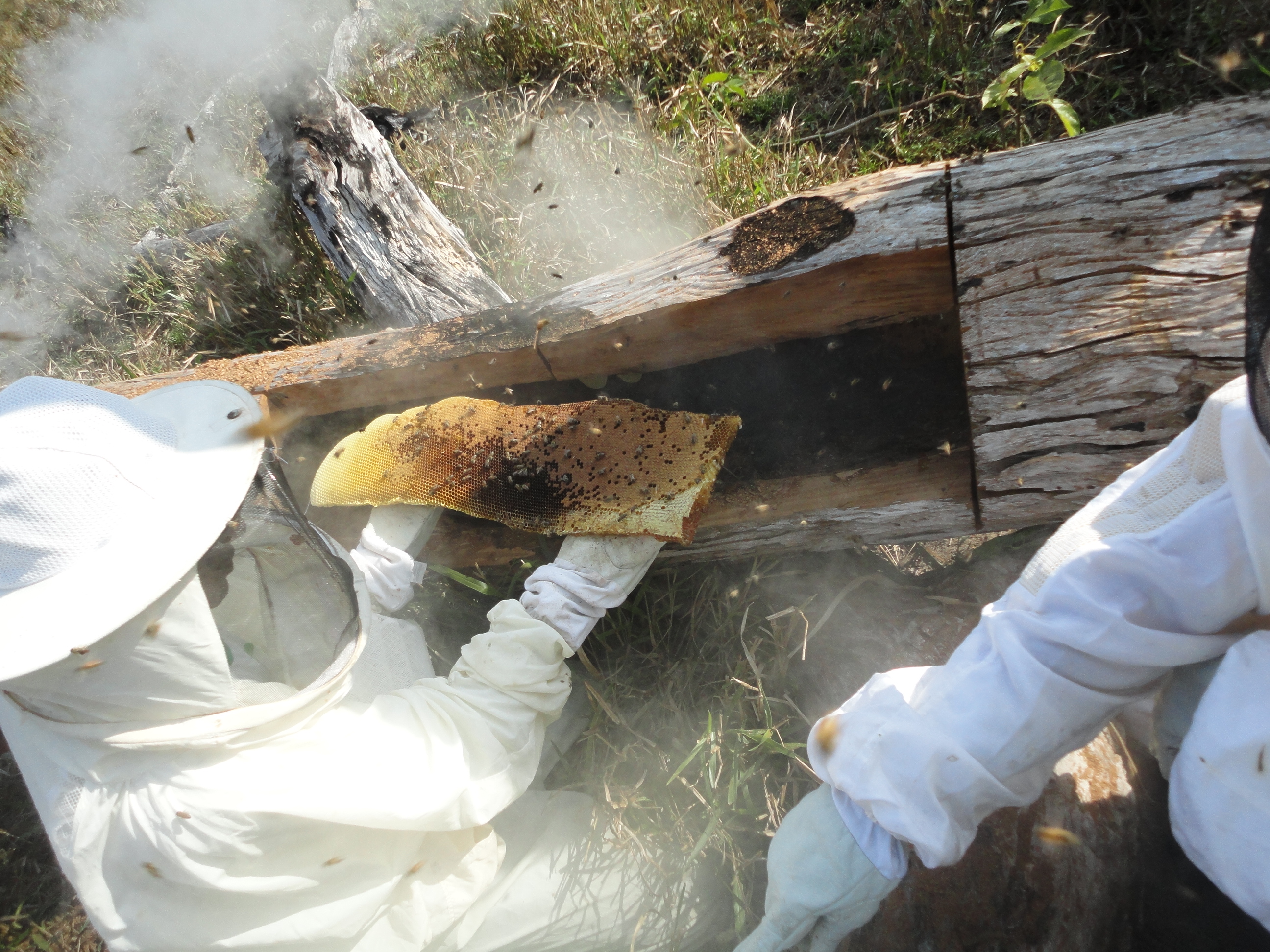 Capacitações foram oferecidas aos agricultores participantes do projeto; na foto, produtor segura parte de uma colmeia em aula prática do curso de apicultura