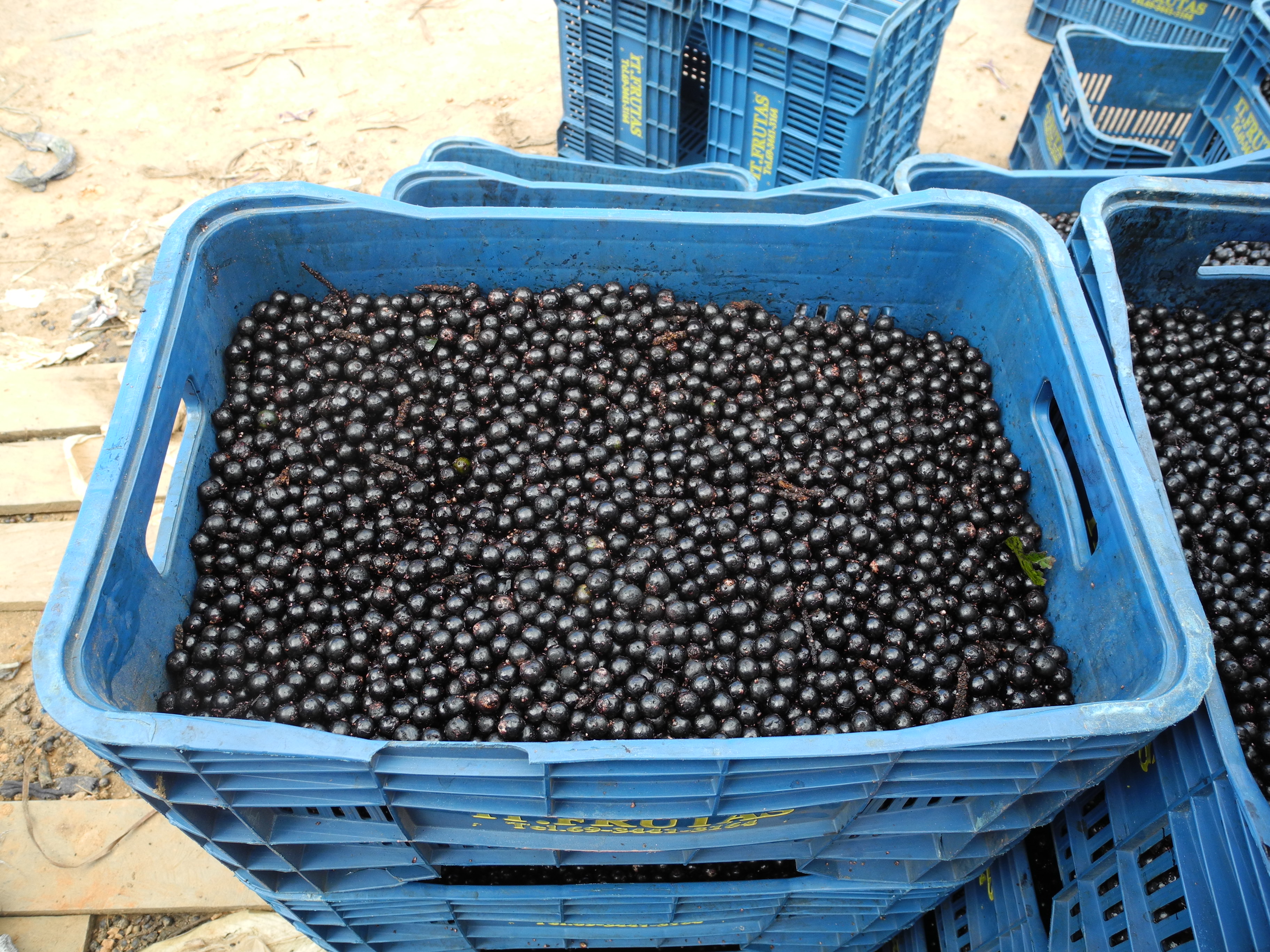 O açaí é outra riqueza encontrada nas áreas protegidas brasileiras; boa parte da produção do Pará é originário de Áreas de Preservação Permanentes (APP's)