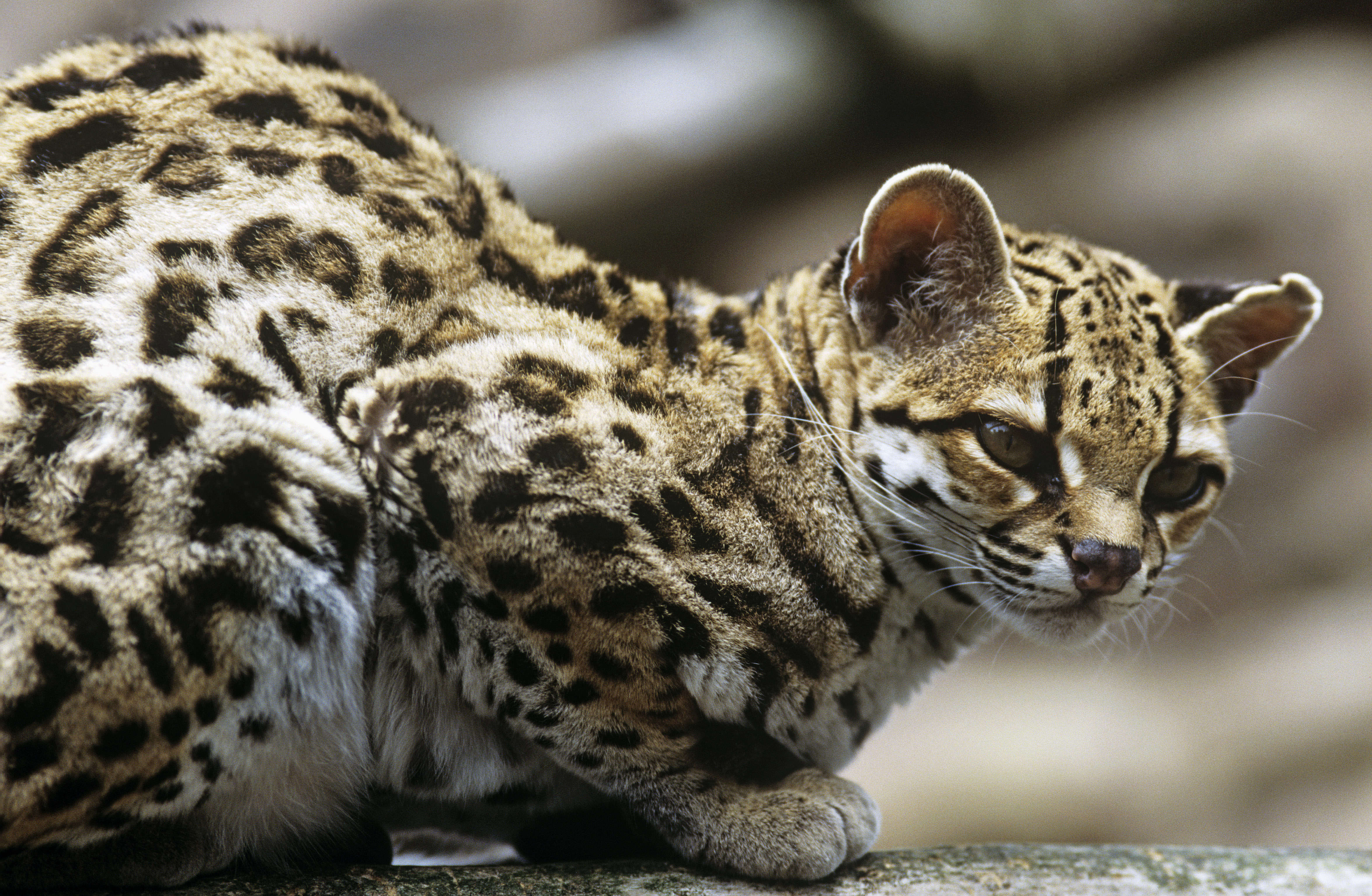 Entre as amostras genéticas encontradas na região de coleta estava a do gato-do-mato-pequeno (Leopardus guttulus)