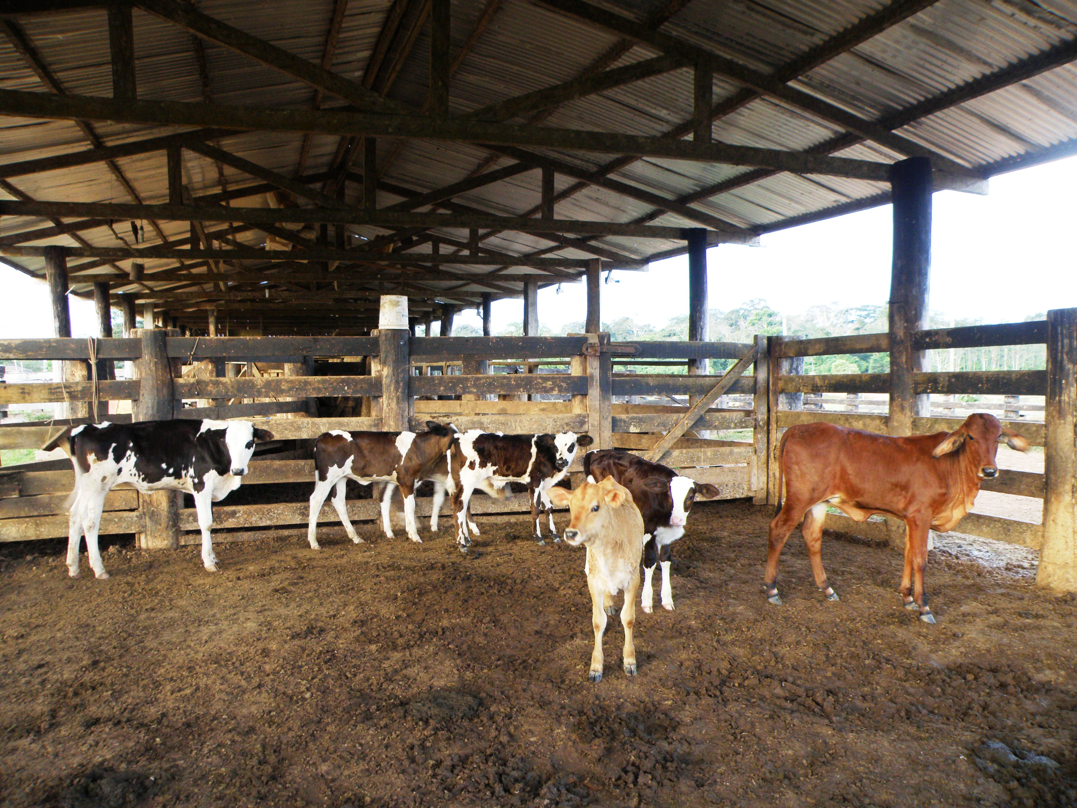 Rebanho do médio produtor agrícola Paulo Sérgio Peres, no Acre.