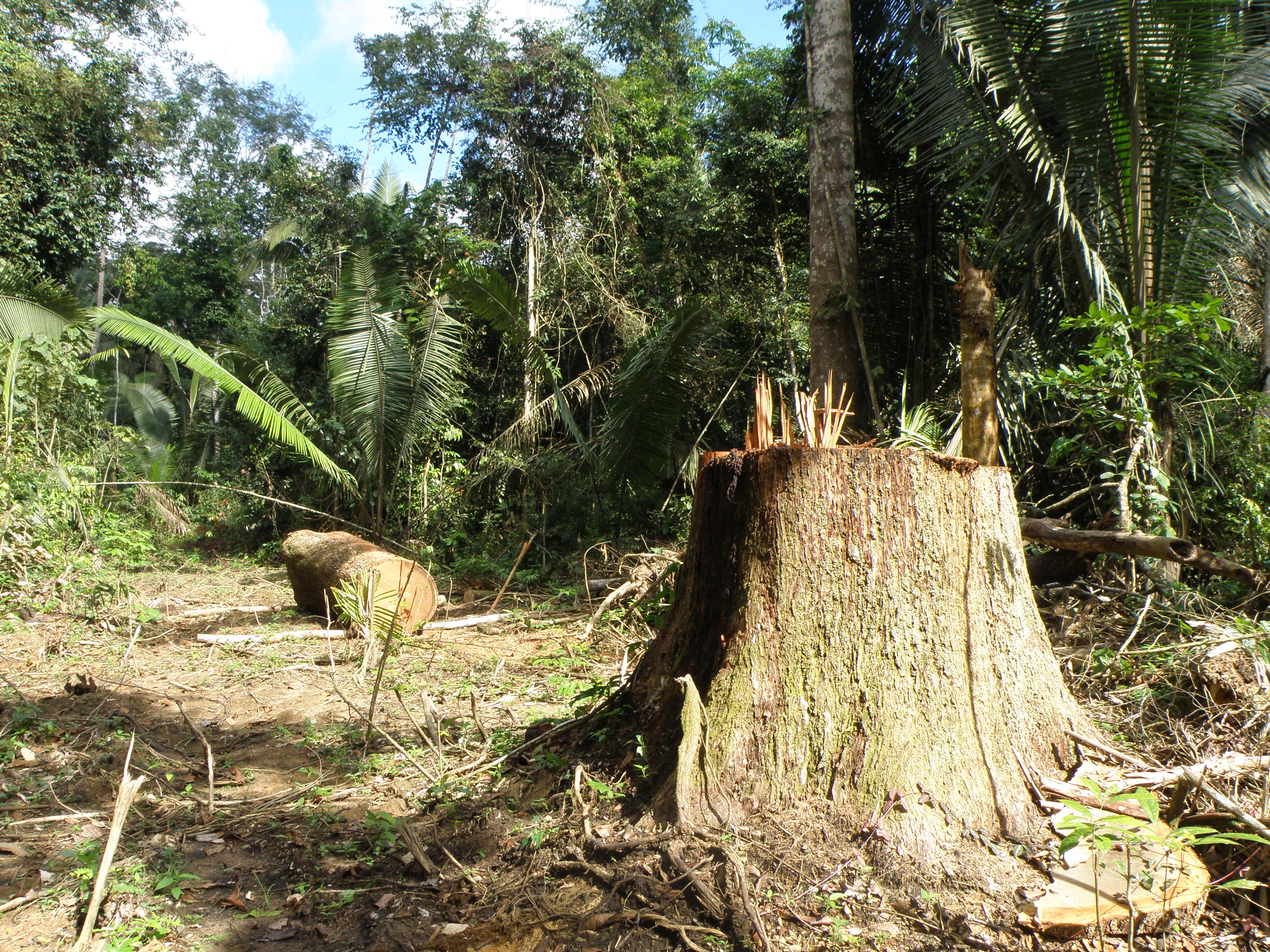 Árvore cortada em área desmatada, com a floresta ao fundo.