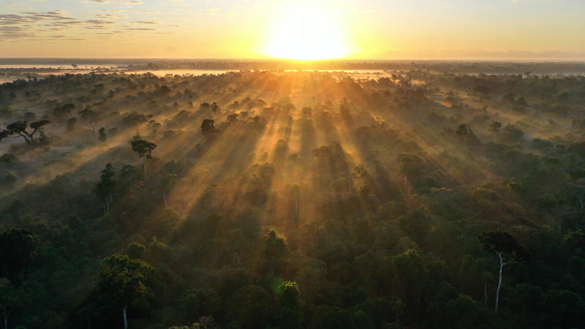 Imagem aérea ao amanhecer mostra a luz do sol atravessando a densa floresta da Mata Atlântica no Parque Nacional do Descobrimento, ressaltando a grandiosidade da cobertura florestal e sua importância para a conservação da biodiversidade.