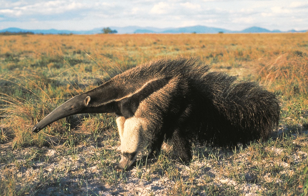 Fauna ameaçada de extinção!