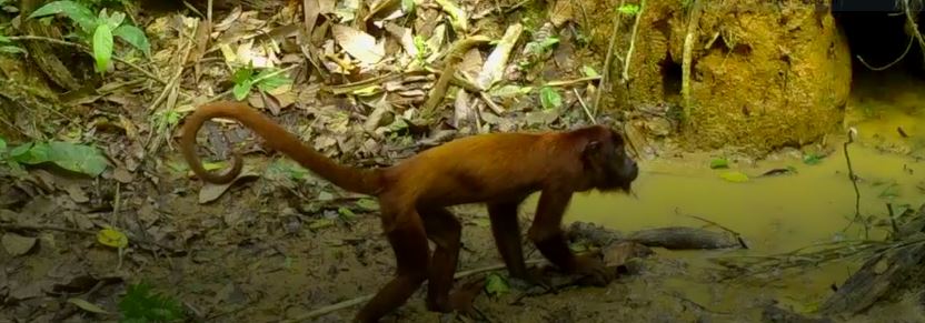 O macaco guariba (Alouatta seniculus) tem entre suas principais características, a vocalização – ela lembra um rugido ou latido e ecoa floresta afora, podendo ser ouvida a até 5 quilômetros de distância.