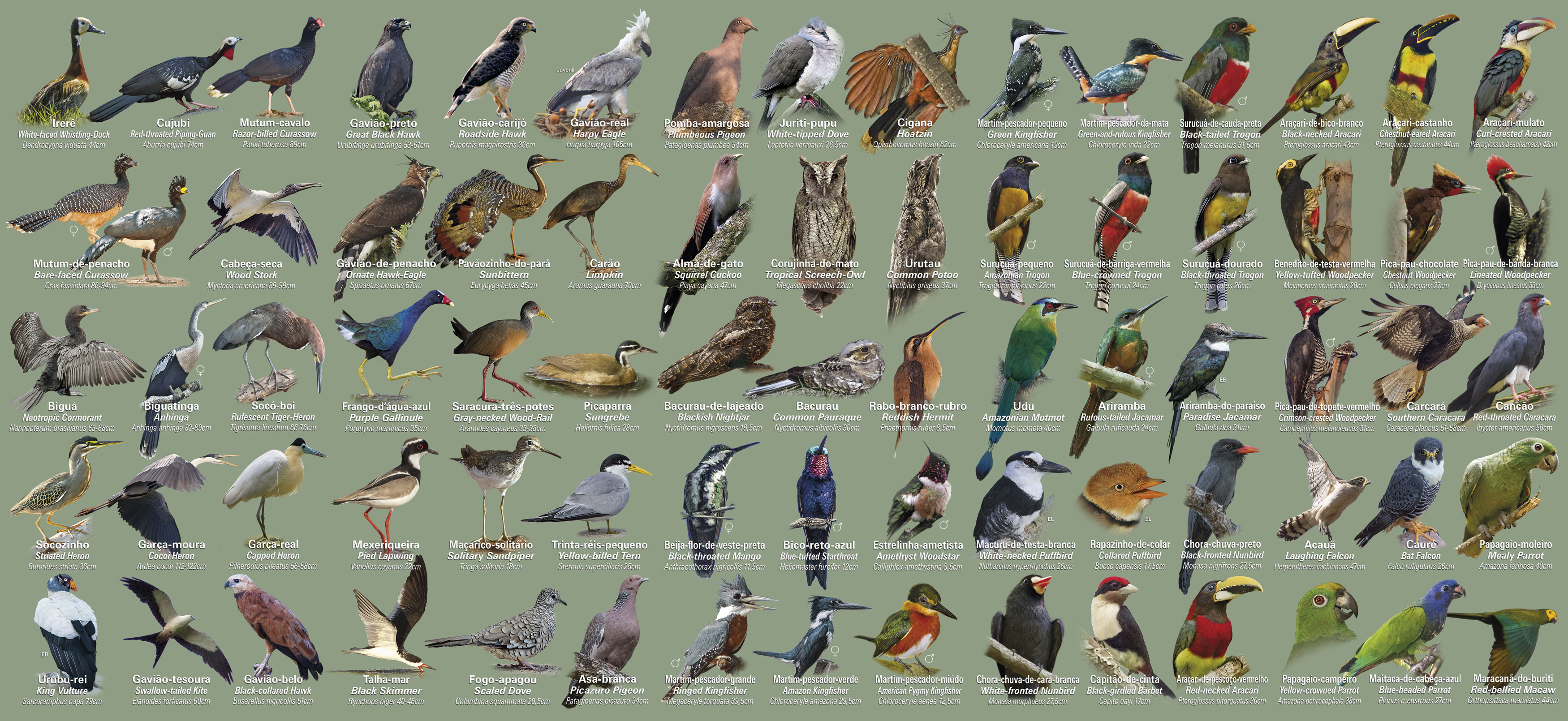 Parte interna do Guia de Aves da Amazônia Mato-Grossense, que apresenta mais de 120 espécies que existem naquela região