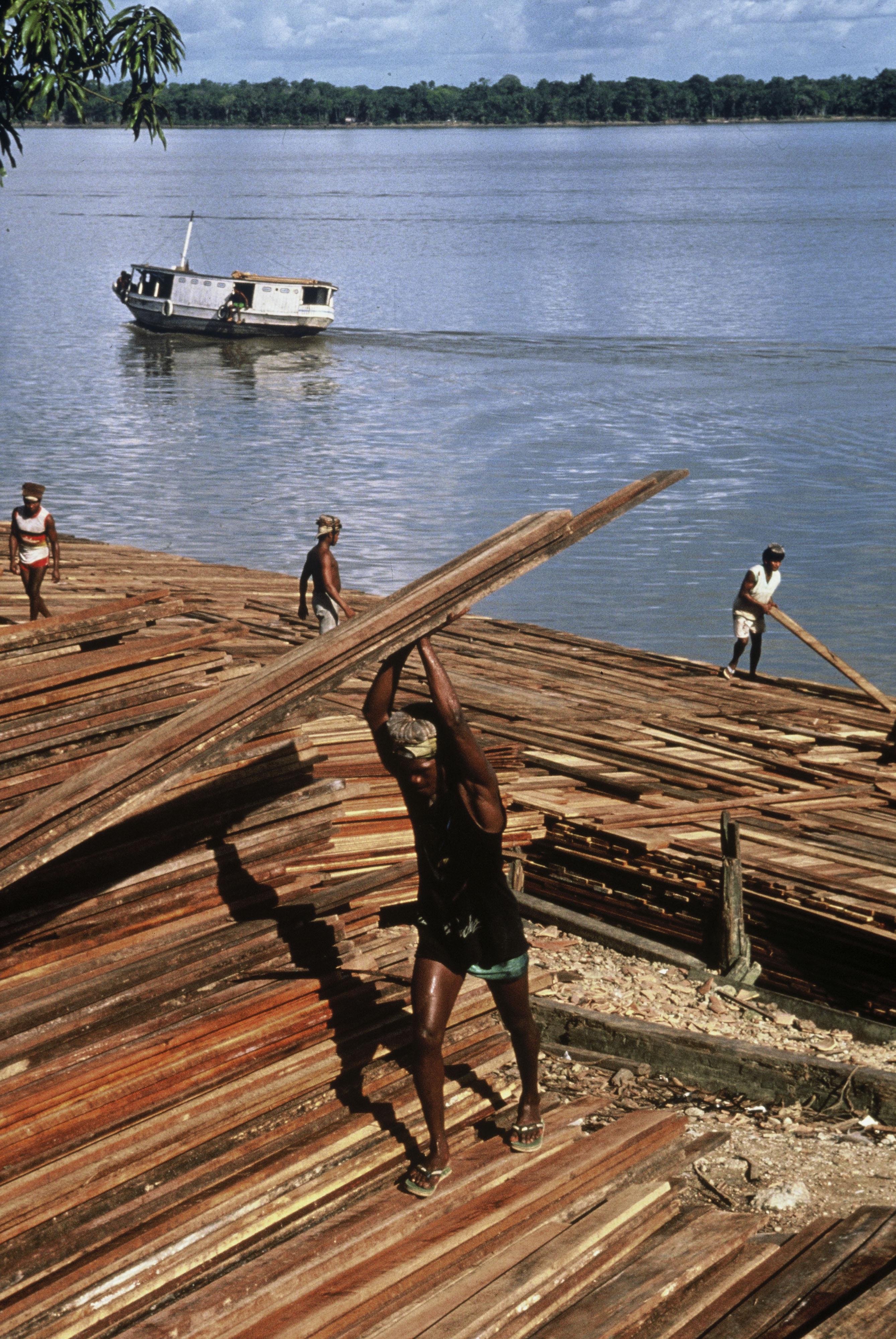 Dados sobre as espécies do Sul do Amazonas vão subsidiar uma publicação, a ser editada em 2015