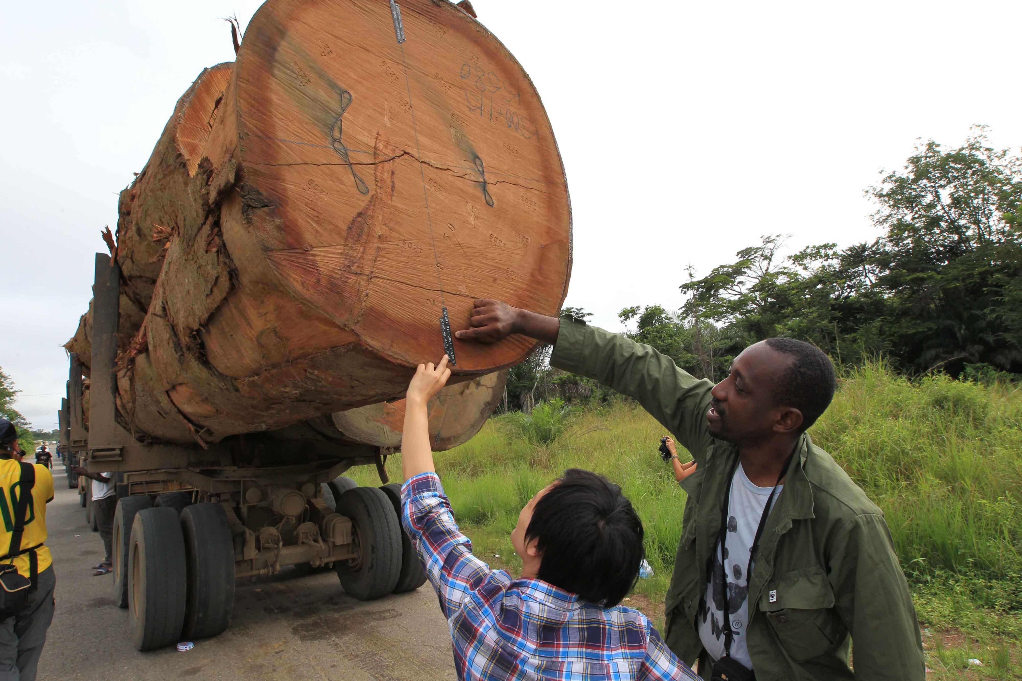 O Programa Madeira é Legal visa promover o uso responsável da madeira amazônica