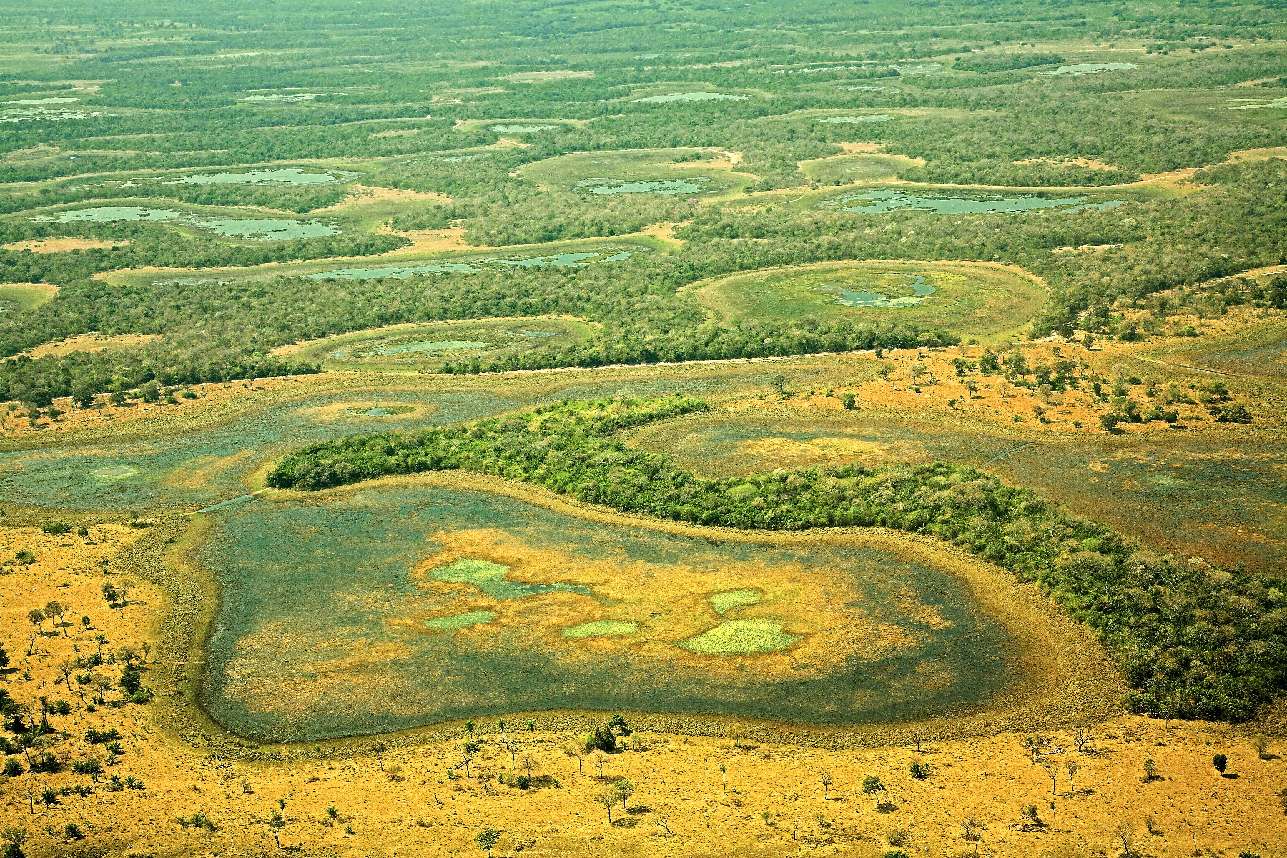 Pantaneirissimo: Maior ninhal do Pantanal tem quase um quilômetro de  extensão