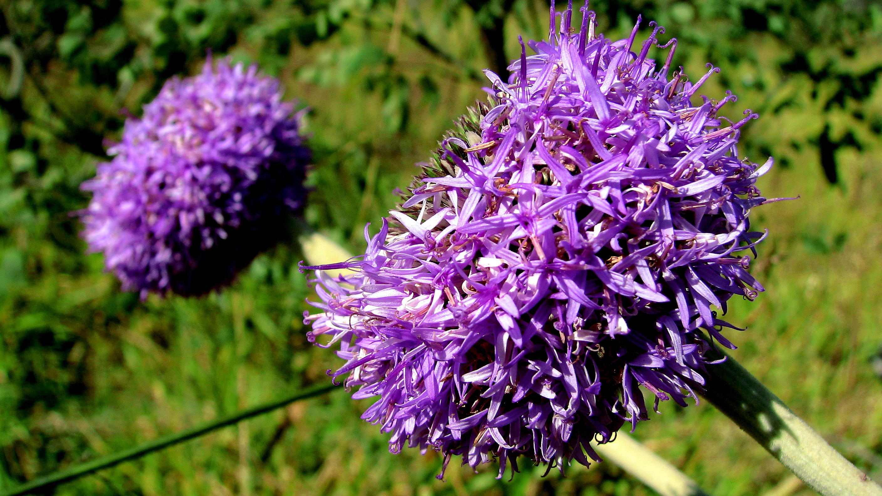 João-Bobo (Chresta sphaereocephala) flor típica do cerrado.