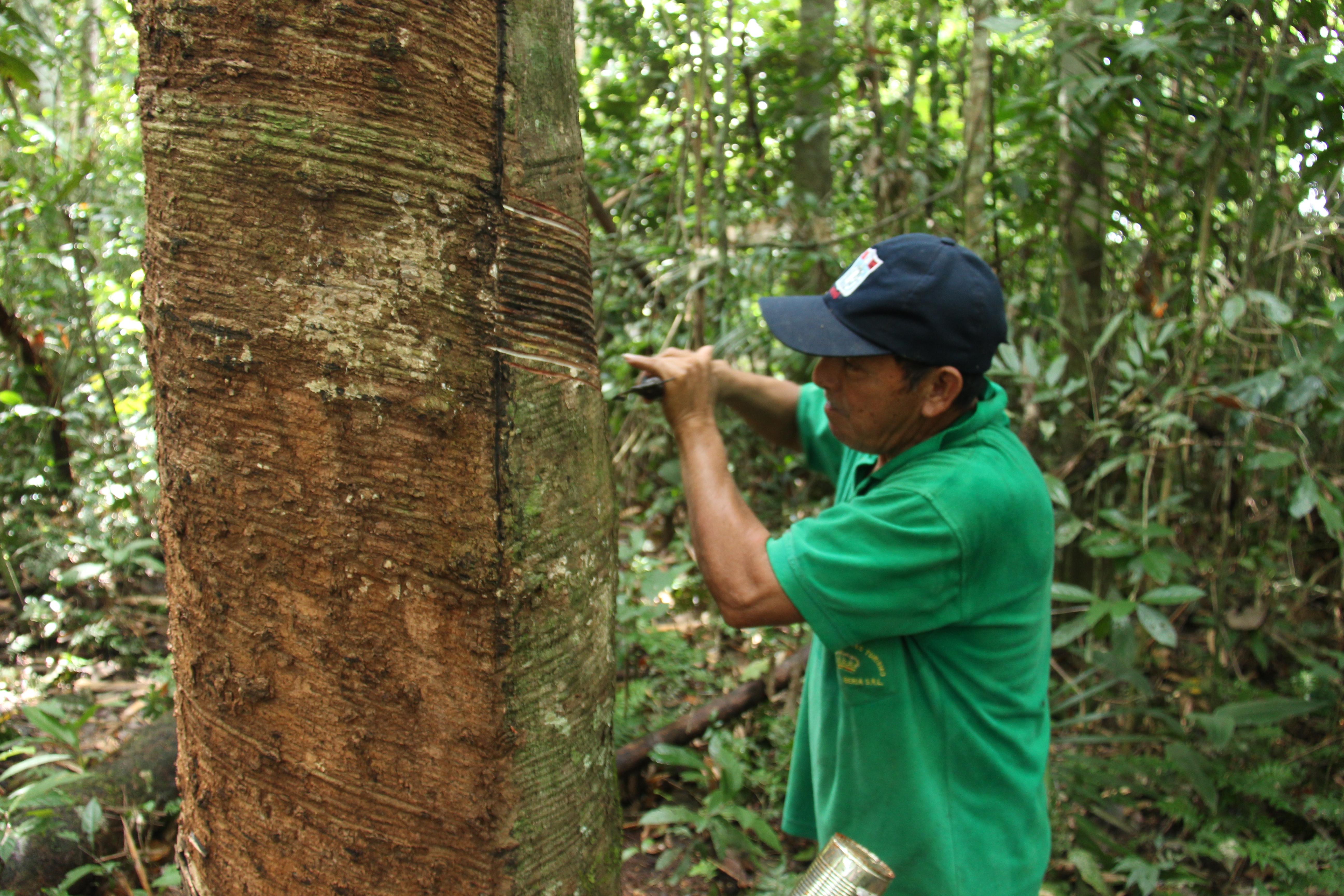 A extração da borracha ainda é uma importante atividade econômica do homem amazônico