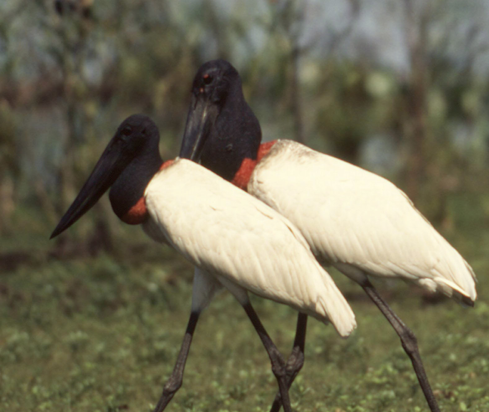 Jabiru, tuiuiu, pantanal