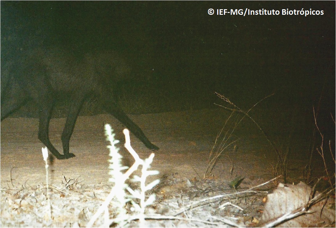 Melanistic maned wolf