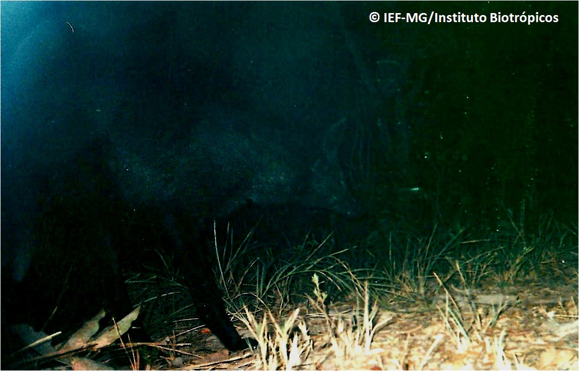 melanistic maned wolf