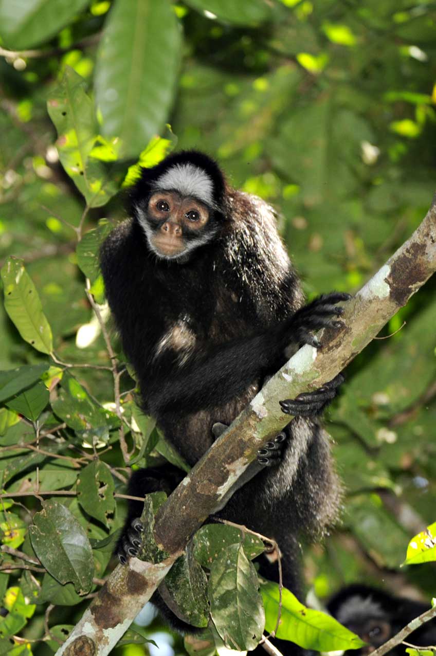 Macaco-aranha no Parque Nacional da Serra do Pardo.