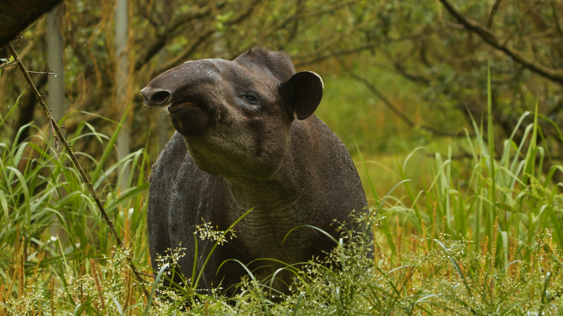A publicação traz orientações para minimizar ameaças e interações negativas em áreas onde há a presença da anta (Tapirus terrestris)