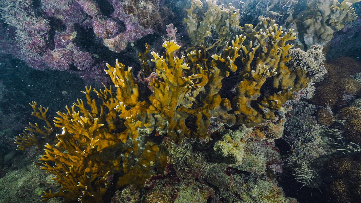 Colônia saudável de coral-de-fogo (Millepora alcicornis)
