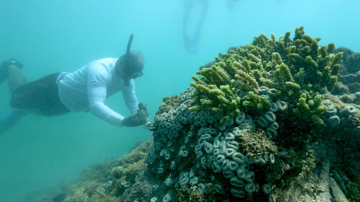 Pesquisador resgata corais para processo de restauração das colônias
