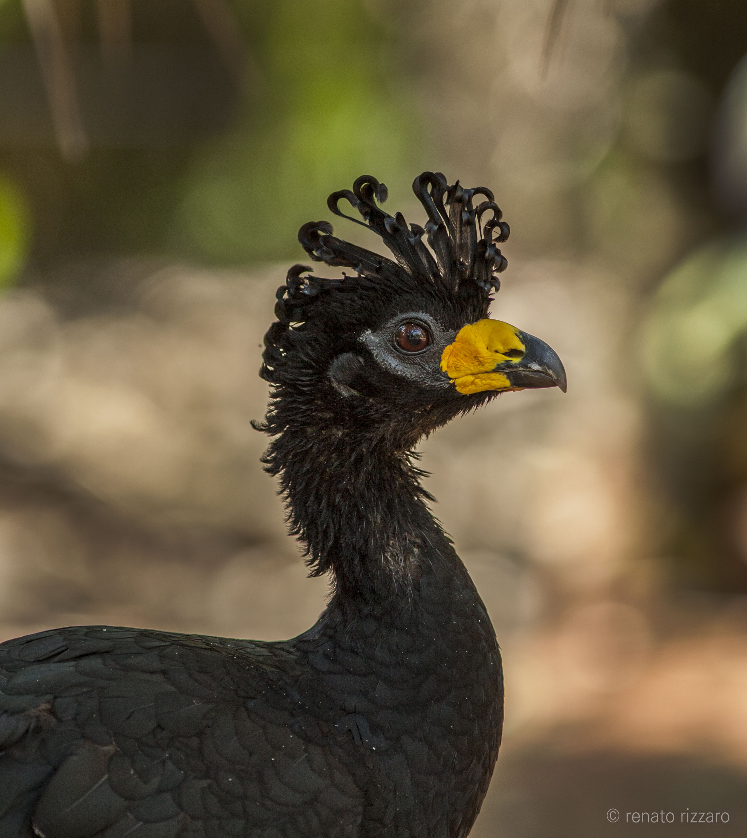 Atenção observadores de aves Conheça aves da Amazônia que existem no norte e noroeste do