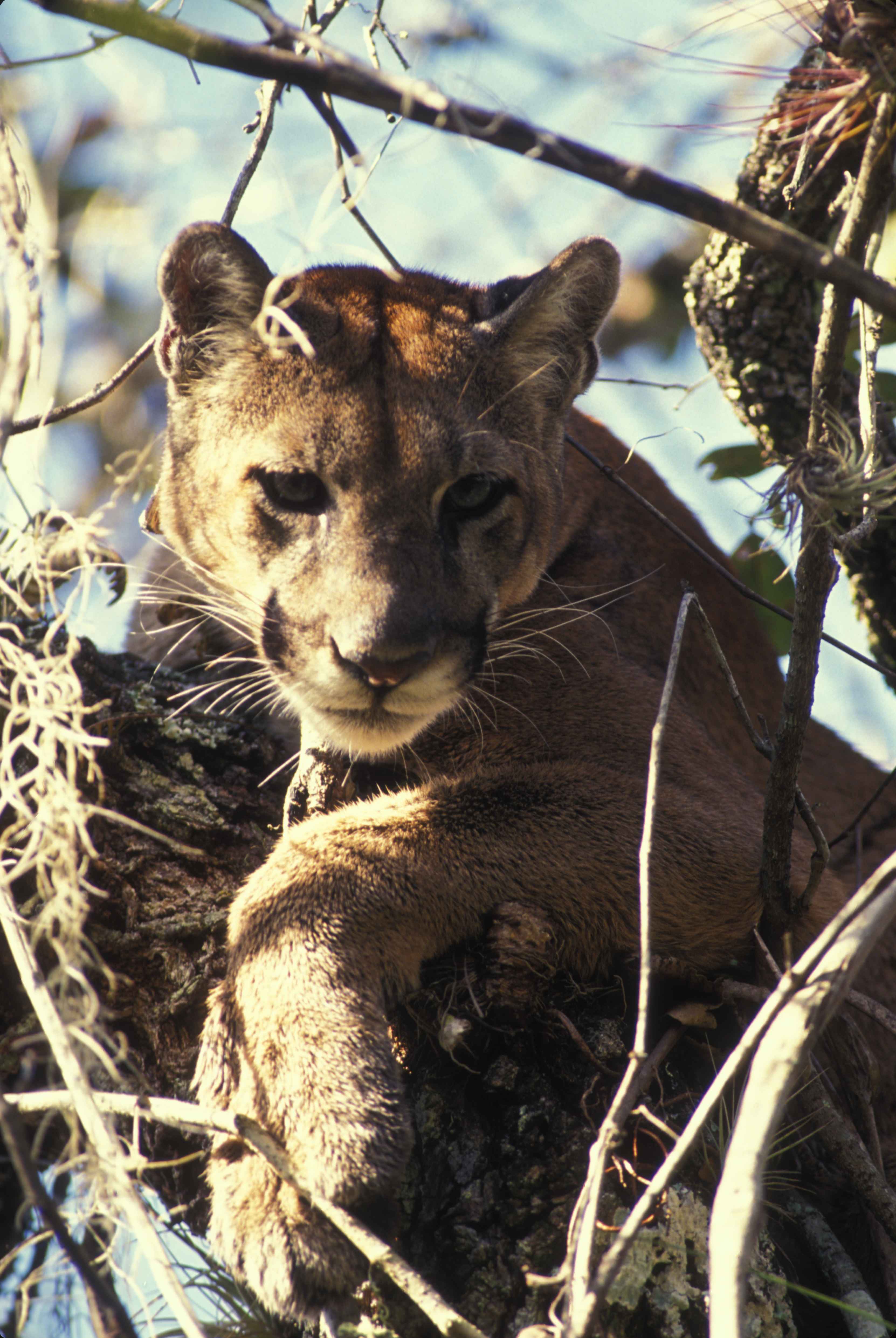 A perda de habitats, a redução de tamanho e da proteção legal das unidades de conservação ameaça diretamente os grandes felinos brasileiros, como a onça-parda (Puma concolor)