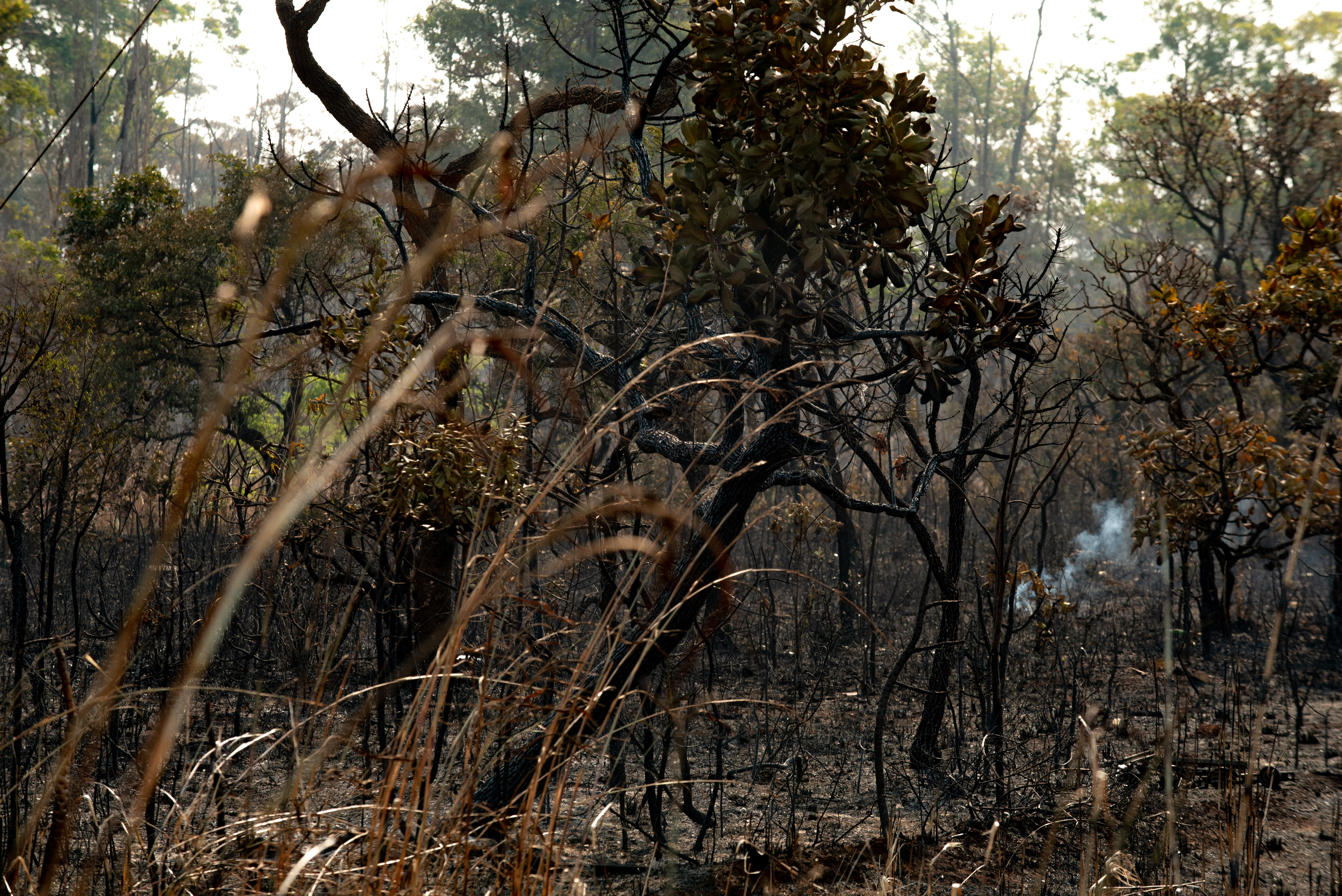 Fires that have affected the Brasília National Forest, which is part of the Brazilian Cerrado.